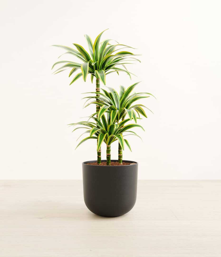 glücksfeder klebrige blätter Glücksfeder | Zamioculcas zamiifolia