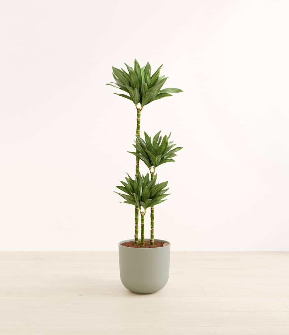 afrikanischer drachenbaum Dracaena janet lind (Drachenbaum) kaufen