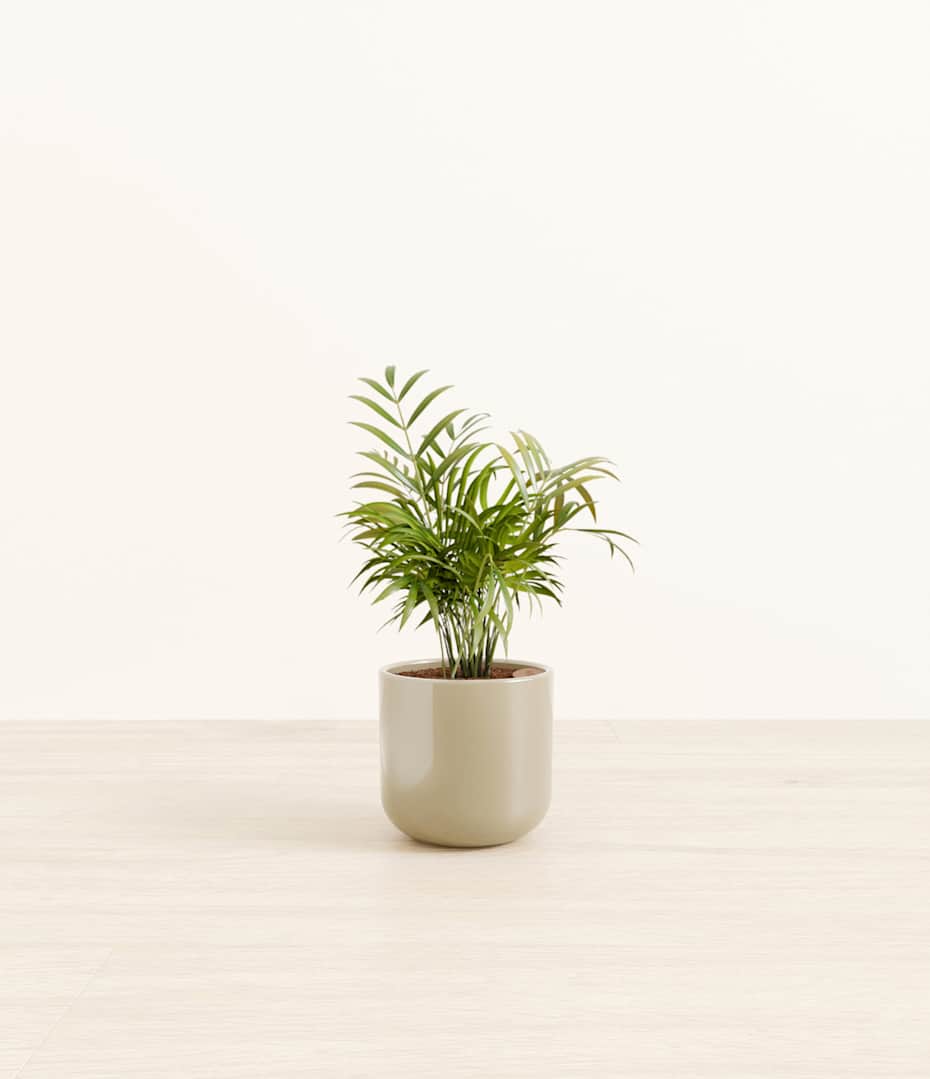 artificial succulent arrangements Round Succulent Arrangement – Natural Planter