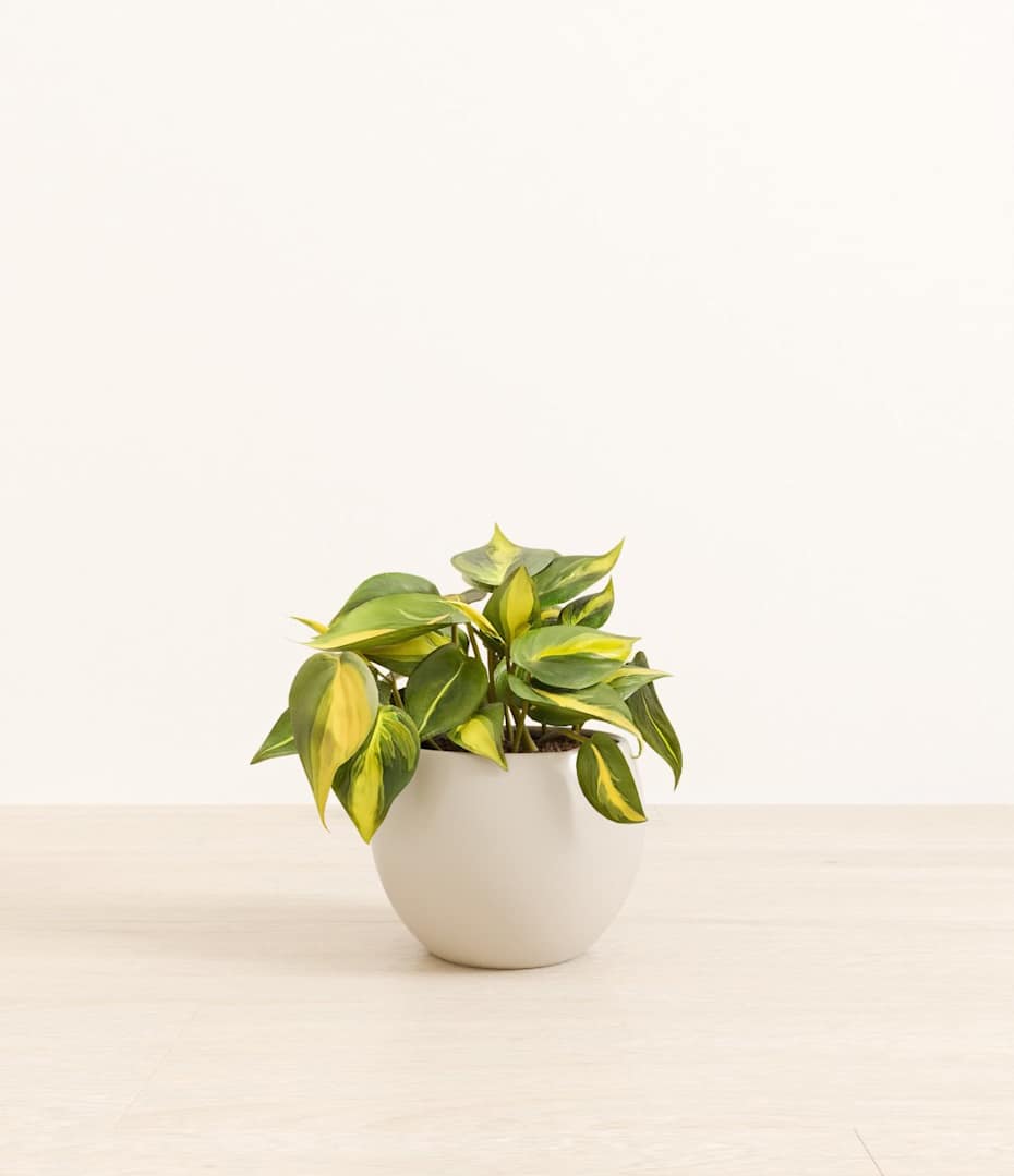 How to Care for Philodendron Brasil | easyplant