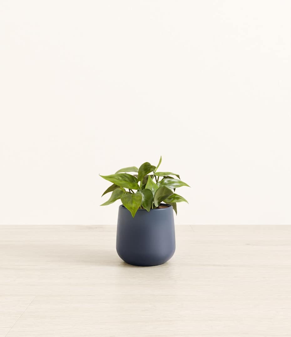 How to Care for Heart Leaf Philodendron Plant | easyplant