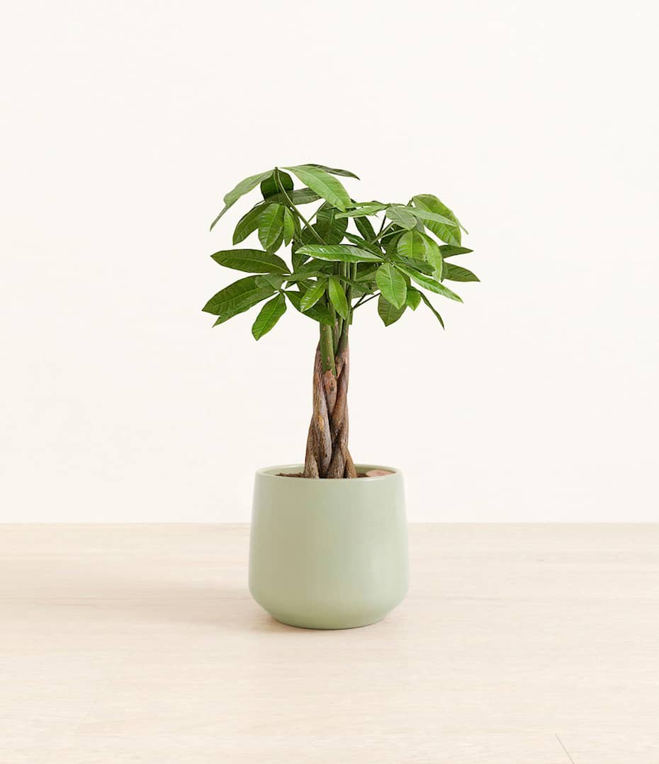 How to Care for a Money Tree Plant | easyplant