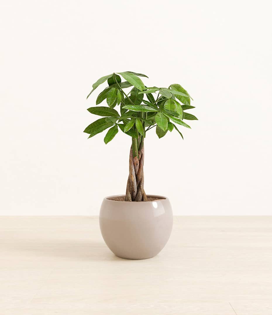 dracaena sanderiana ribbon plant Lucky Bamboo (Dracaena Sanderiana “silver ribbon”) main image 1