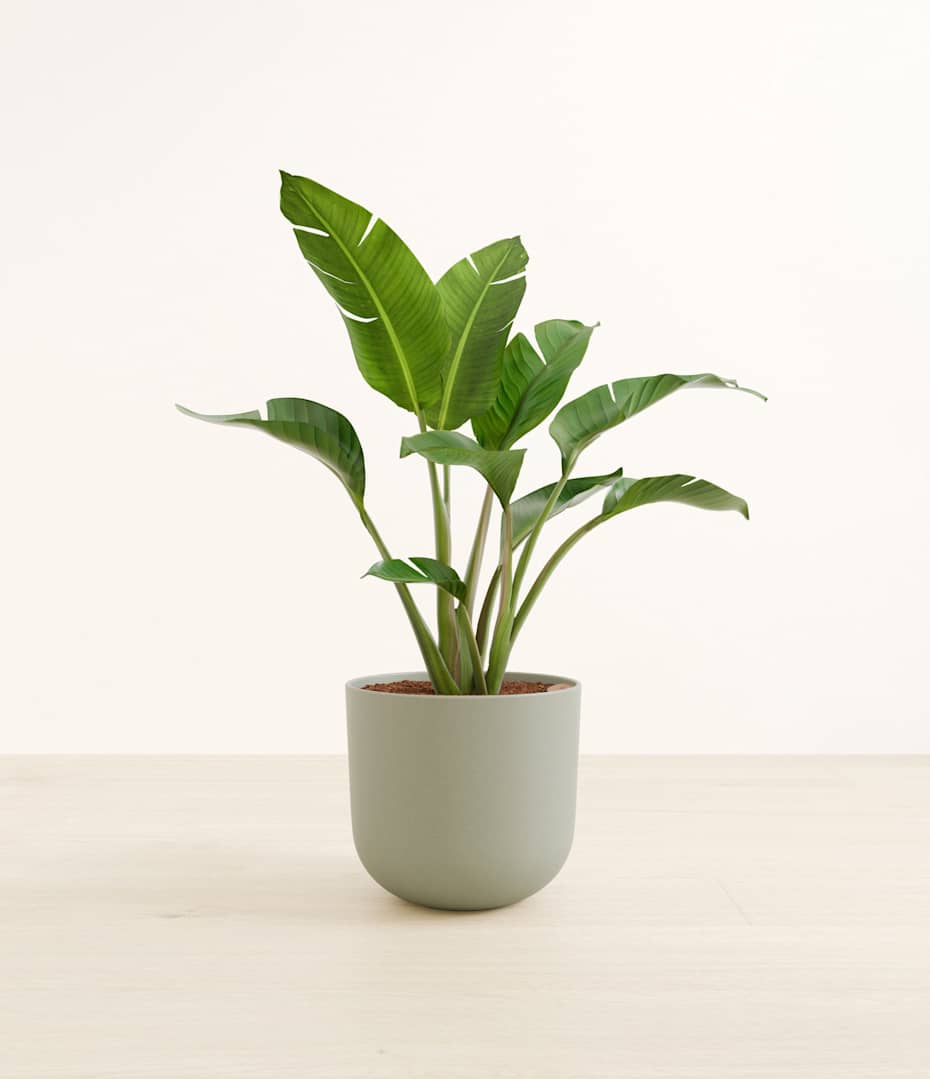 How to Care for White Bird of Paradise Plant | easyplant