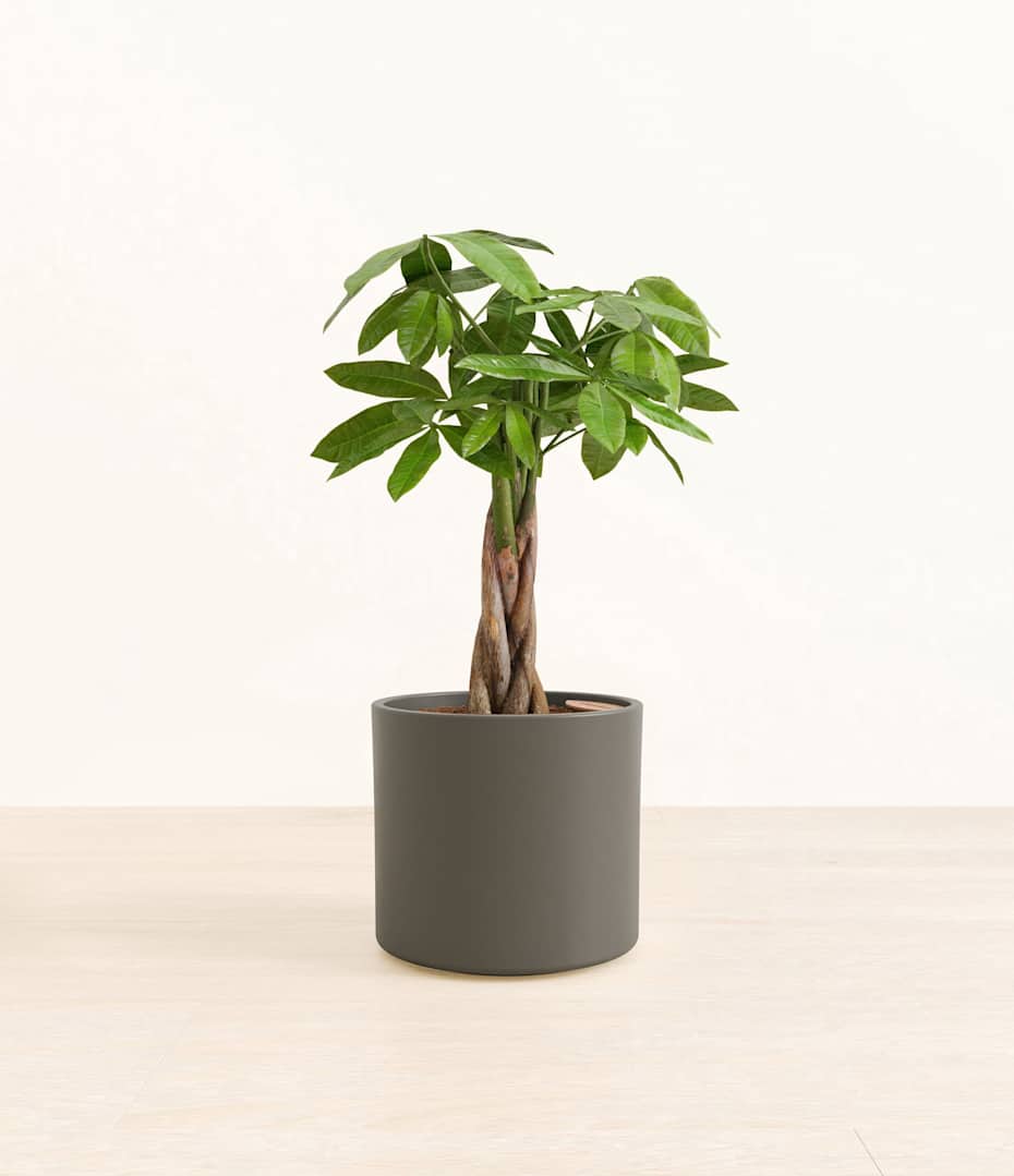 How to Care for Money Tree | easyplant