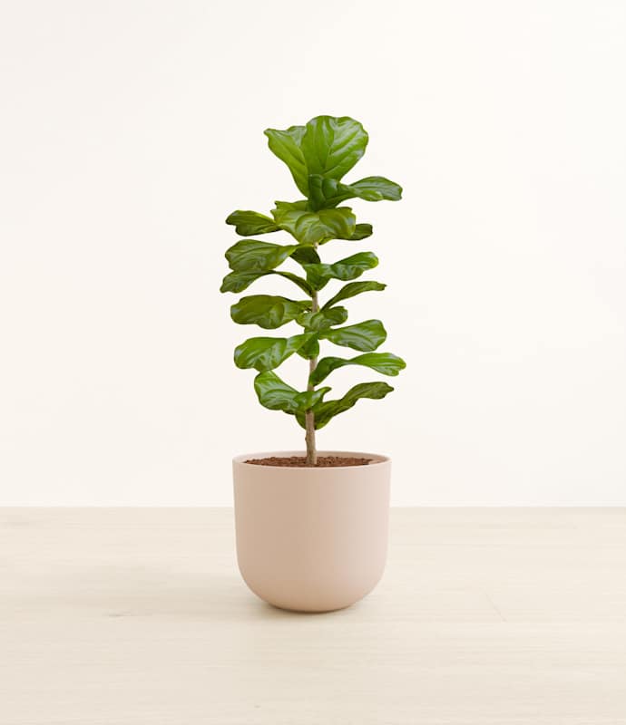 Fiddle Leaf Fig