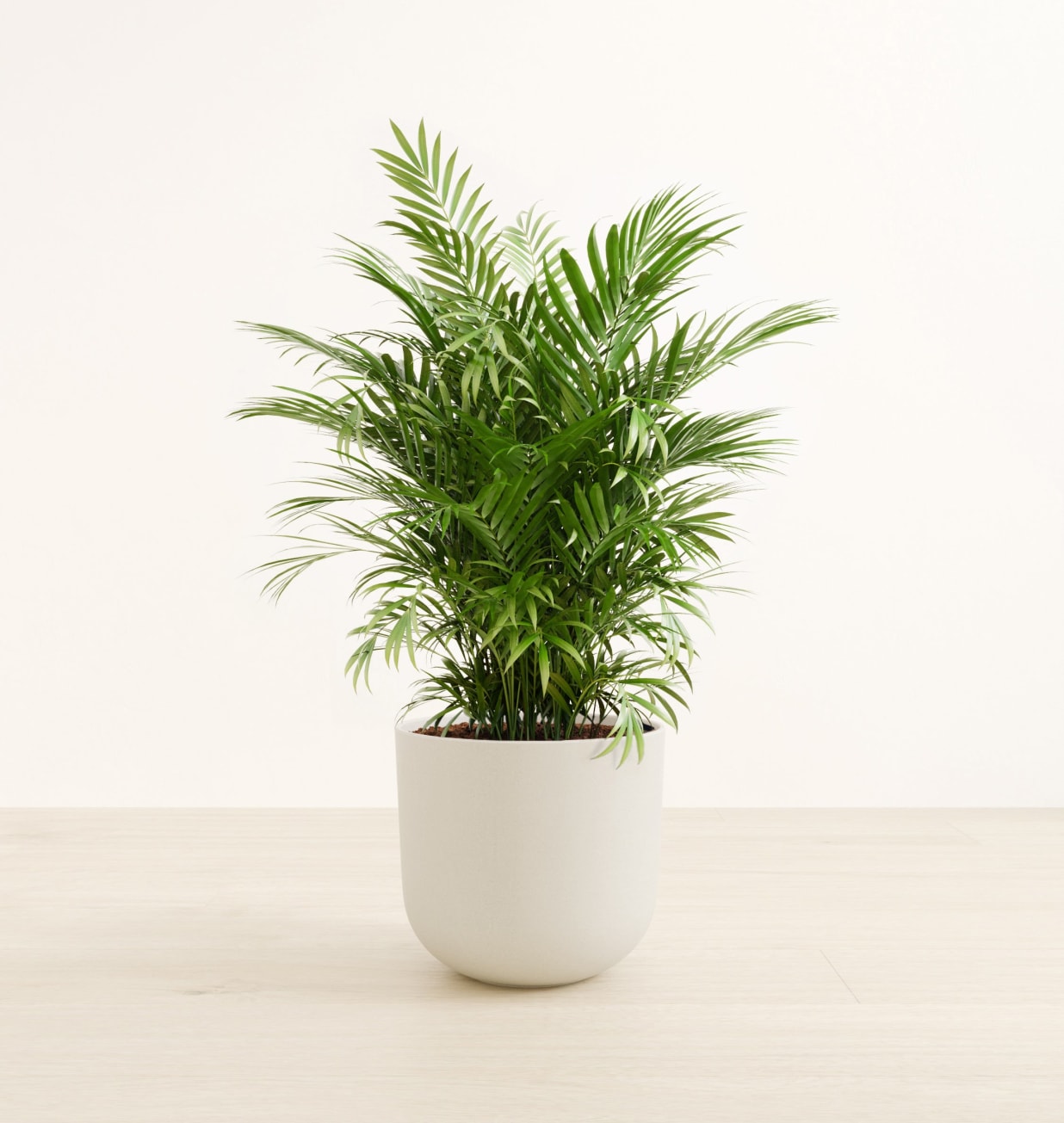 Planta colgante artificial Phlegmariurus bola 55 cm - Easyplants