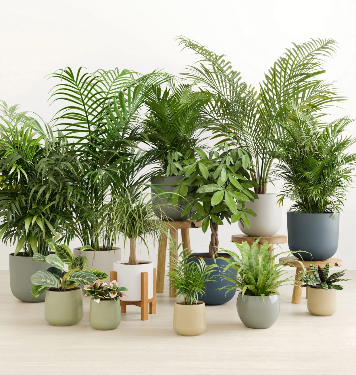 Buy Potted Easy Peasy Collection — Indoor Plant Trio