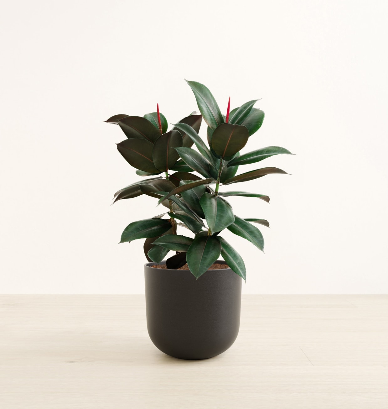 Burgundy Rubber Tree