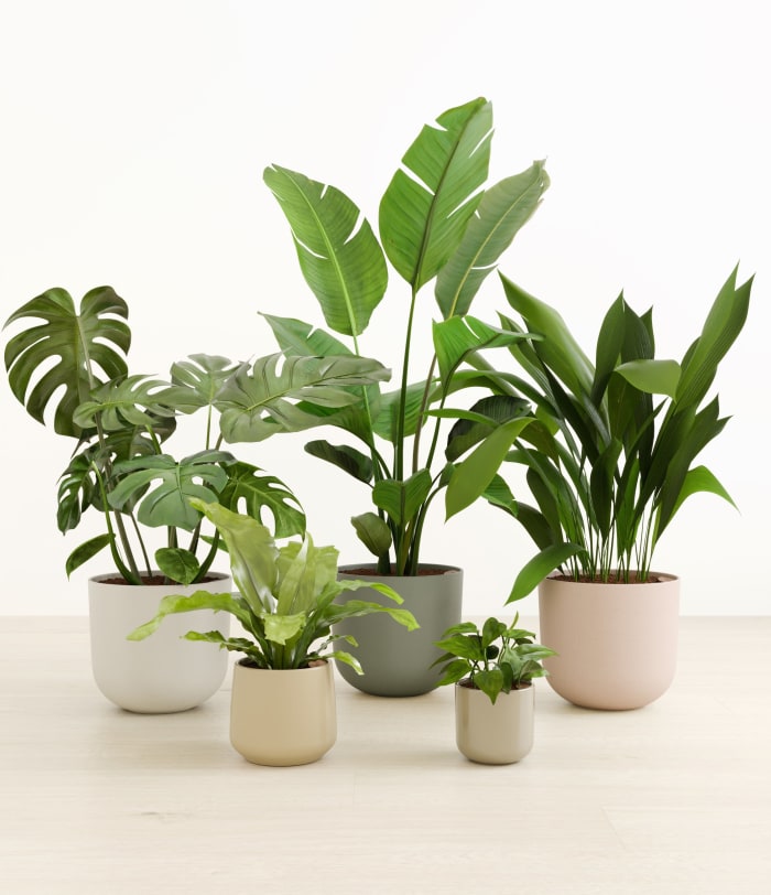The Treasured Stars: Limited Edition Plant Collection