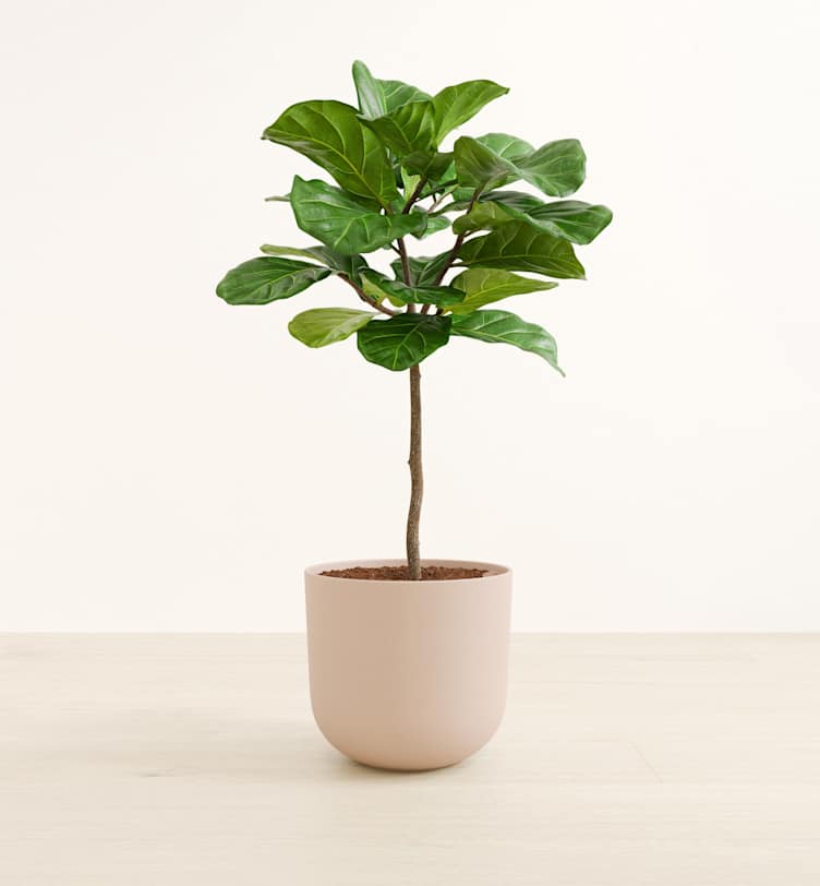 Fiddle Leaf Fig Plant