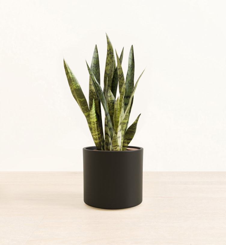 Snake Plant