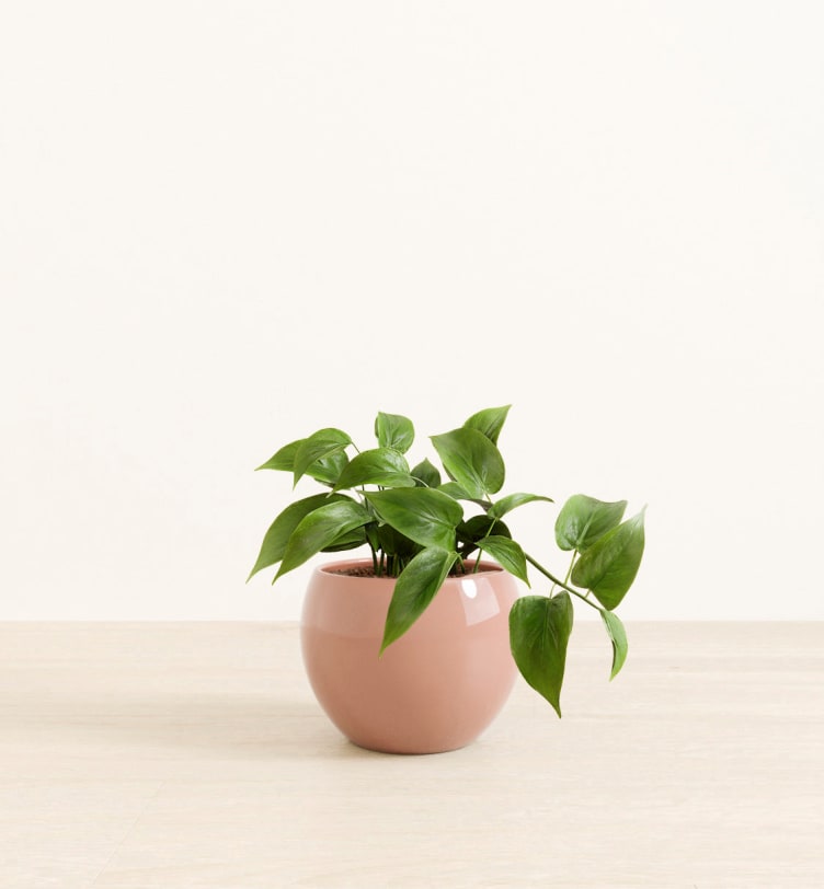 Jade Pothos
