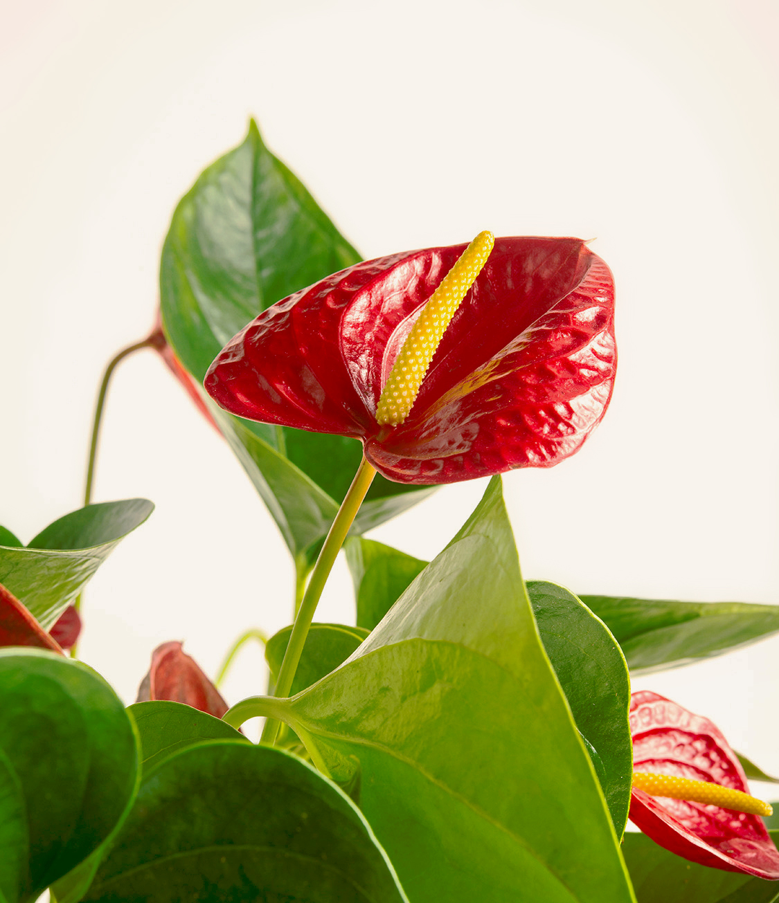 How to Care for Anthurium Plant easyplant