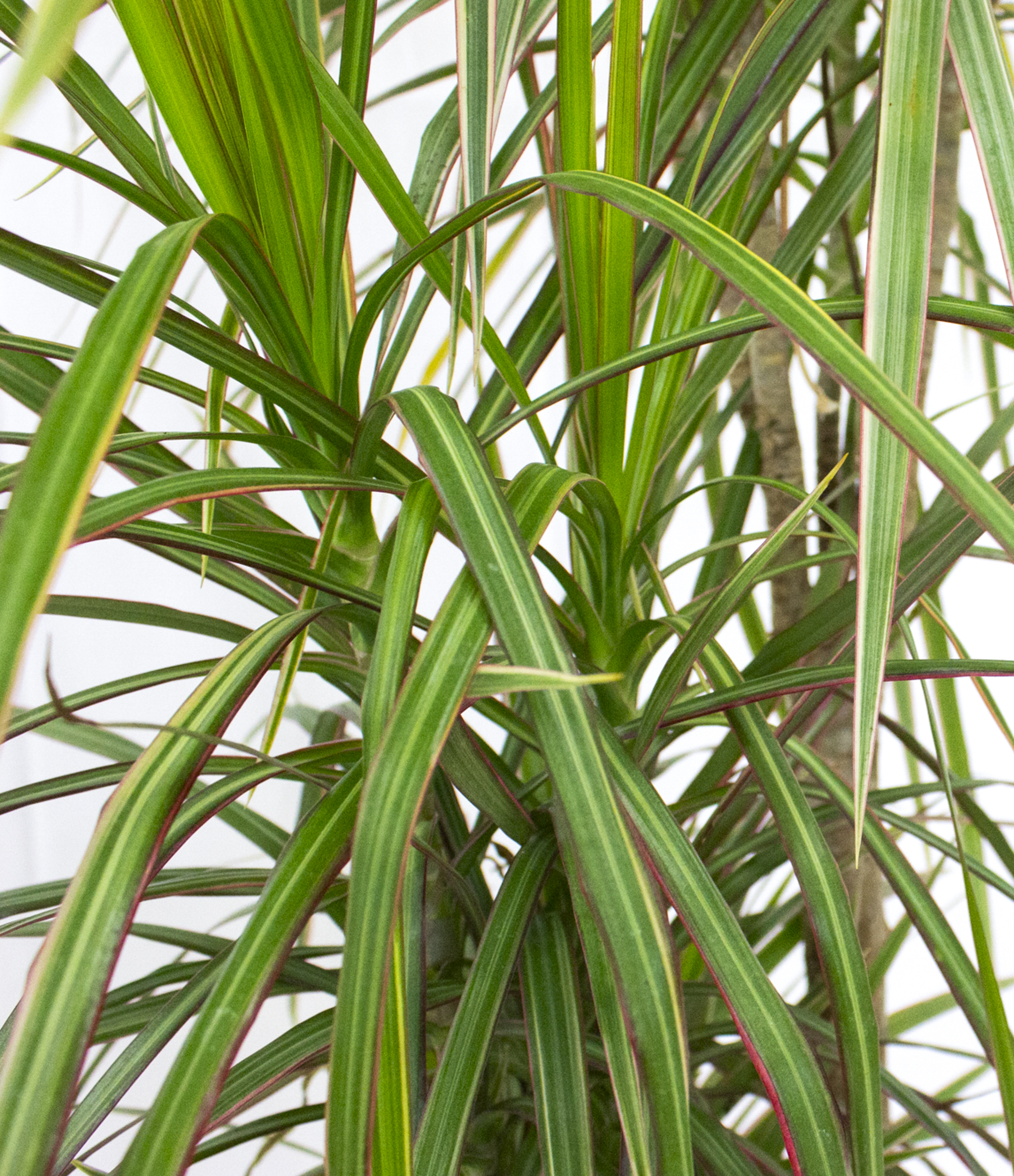 Dracaena Bicolor