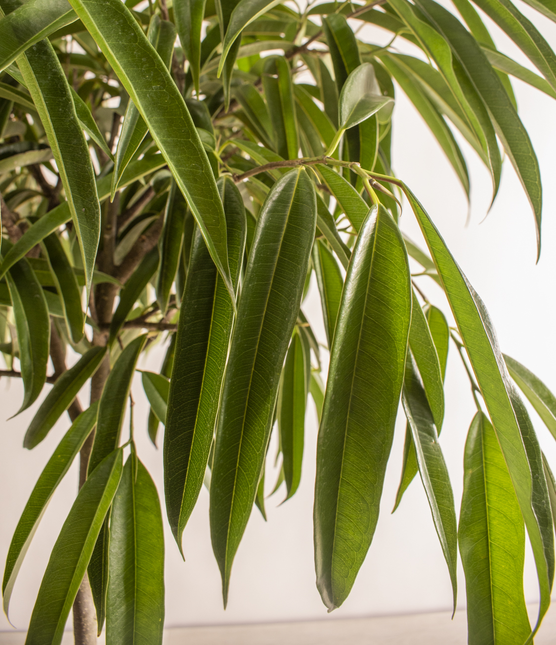 Ficus Alii