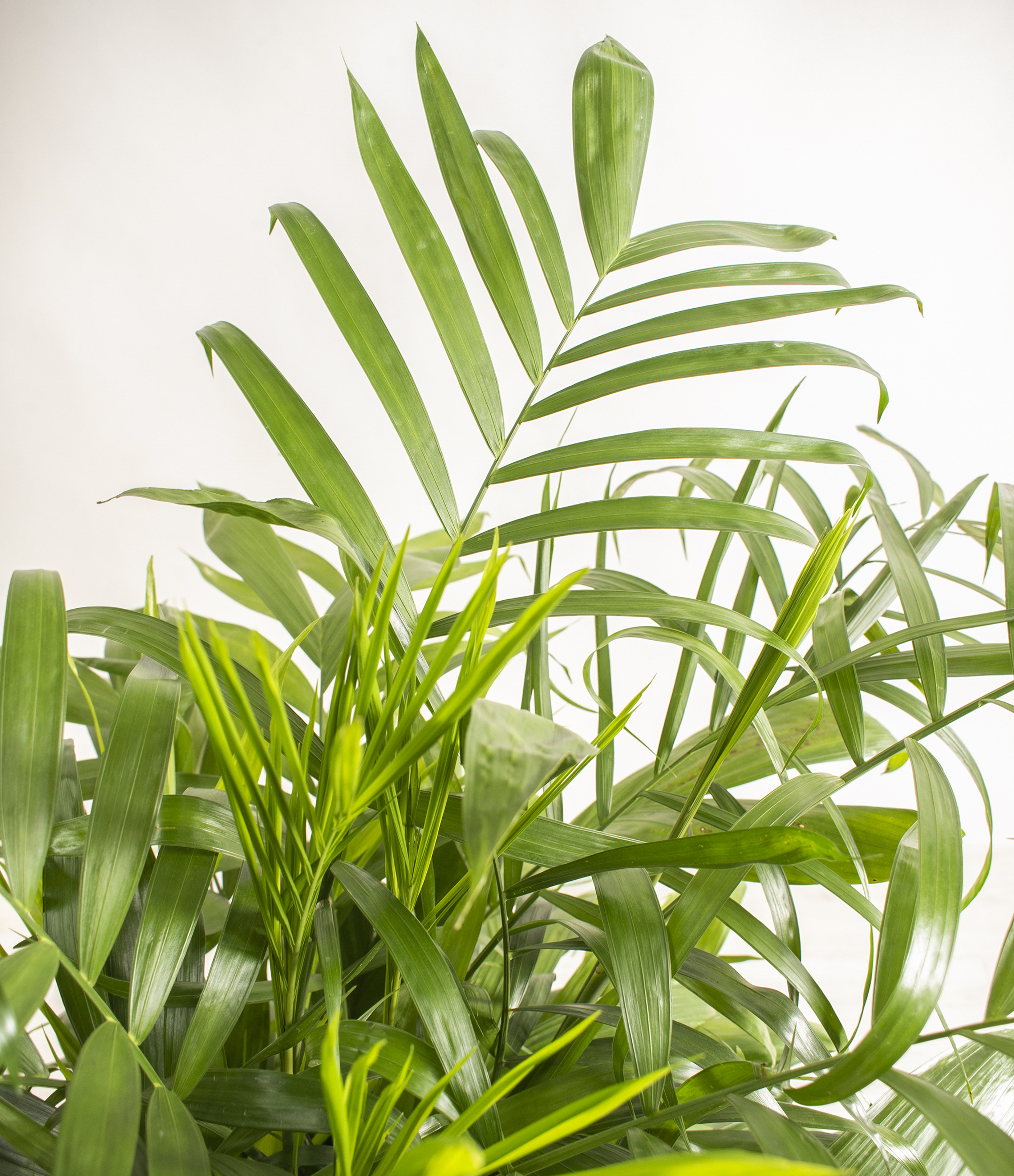 bamboo palm indoor plant