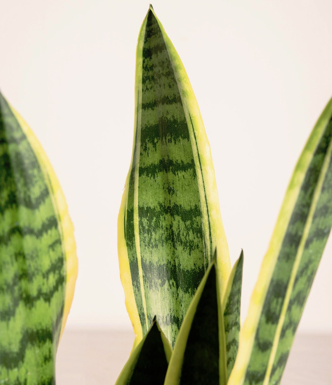 Golden Snake Plant