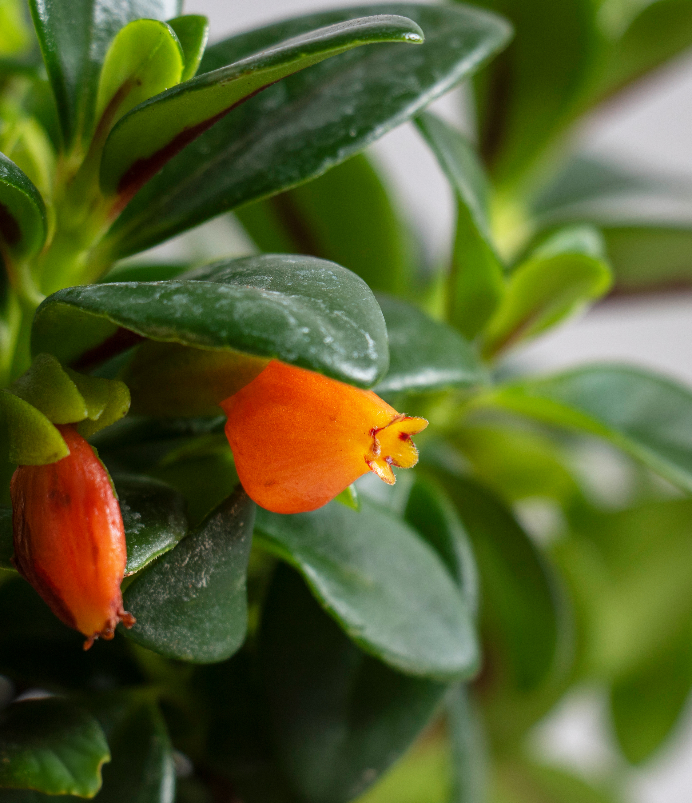 Goldfish Plant