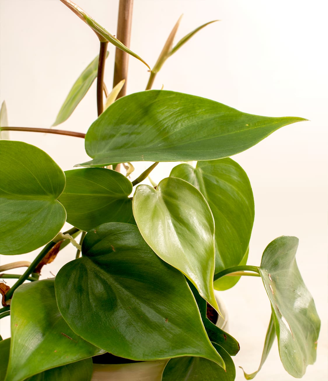 How to Care for Heart Leaf Philodendron Plant