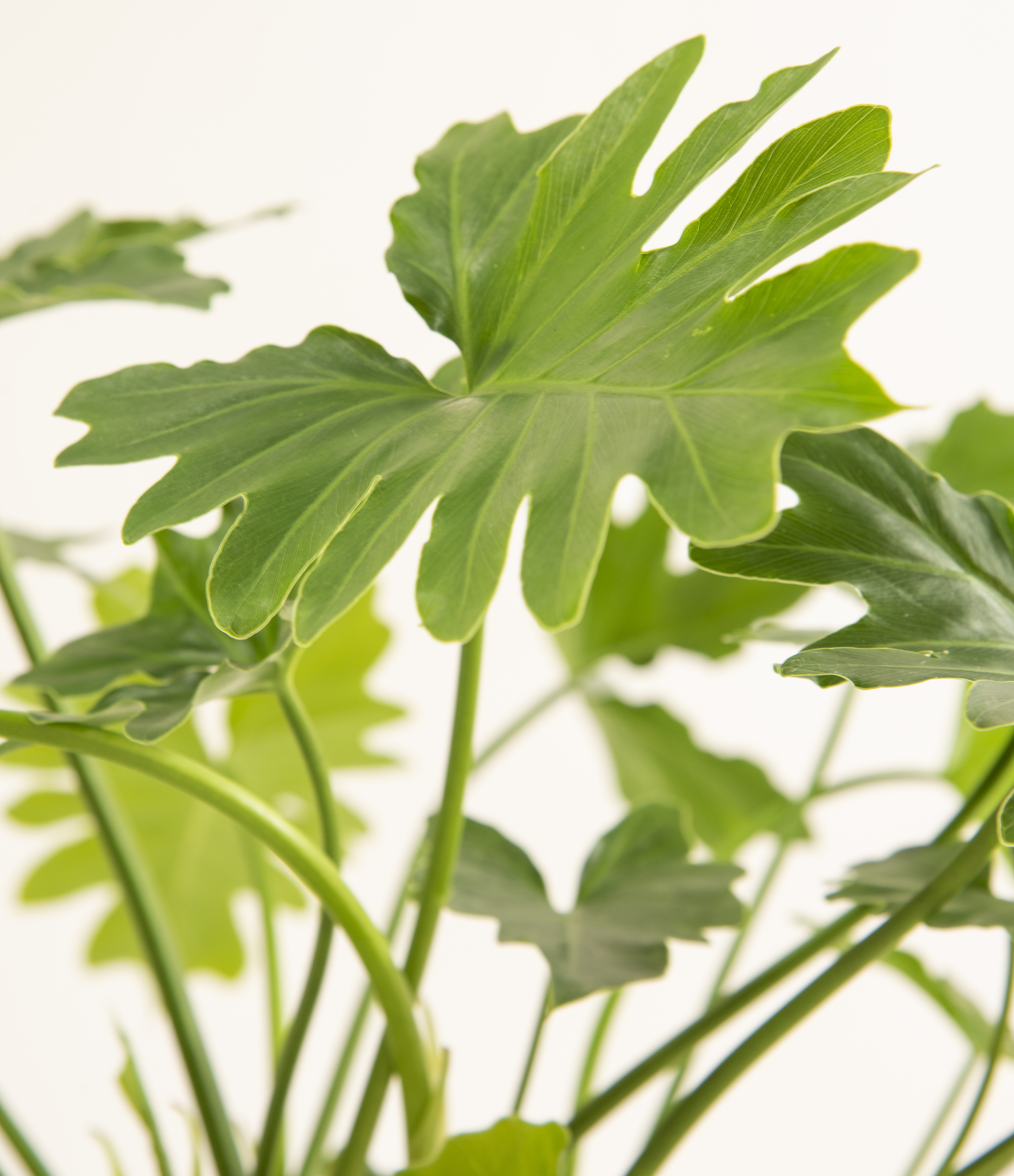 Shangri La Philodendron