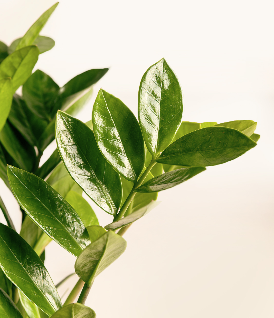 ZZ Plant