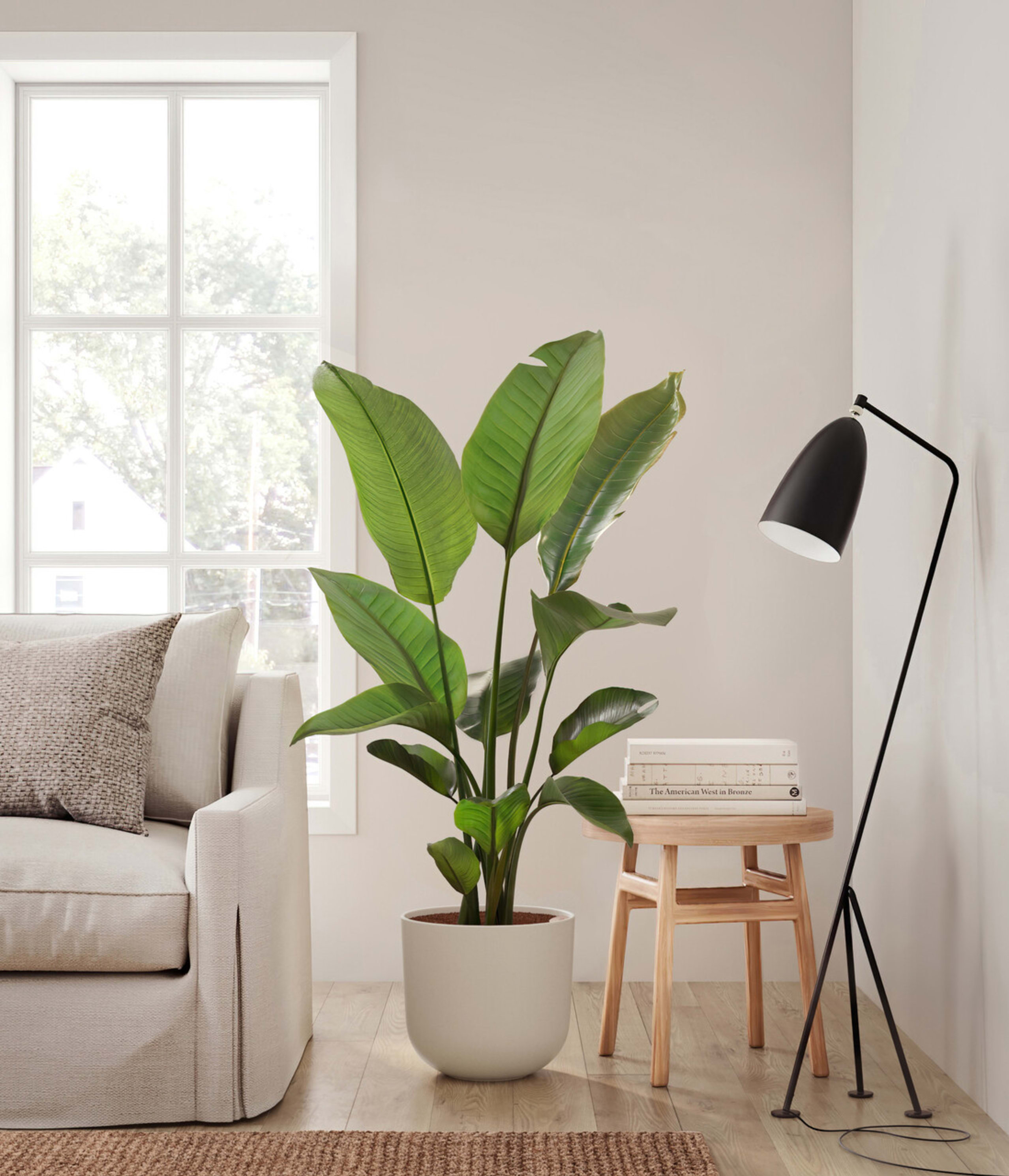 Medium ZZ Plant | Buy 10-18 Inch Indoor Plants | easyplant Medium ZZ Plant | Buy 10-18 Inch Indoor Plants | easyplant