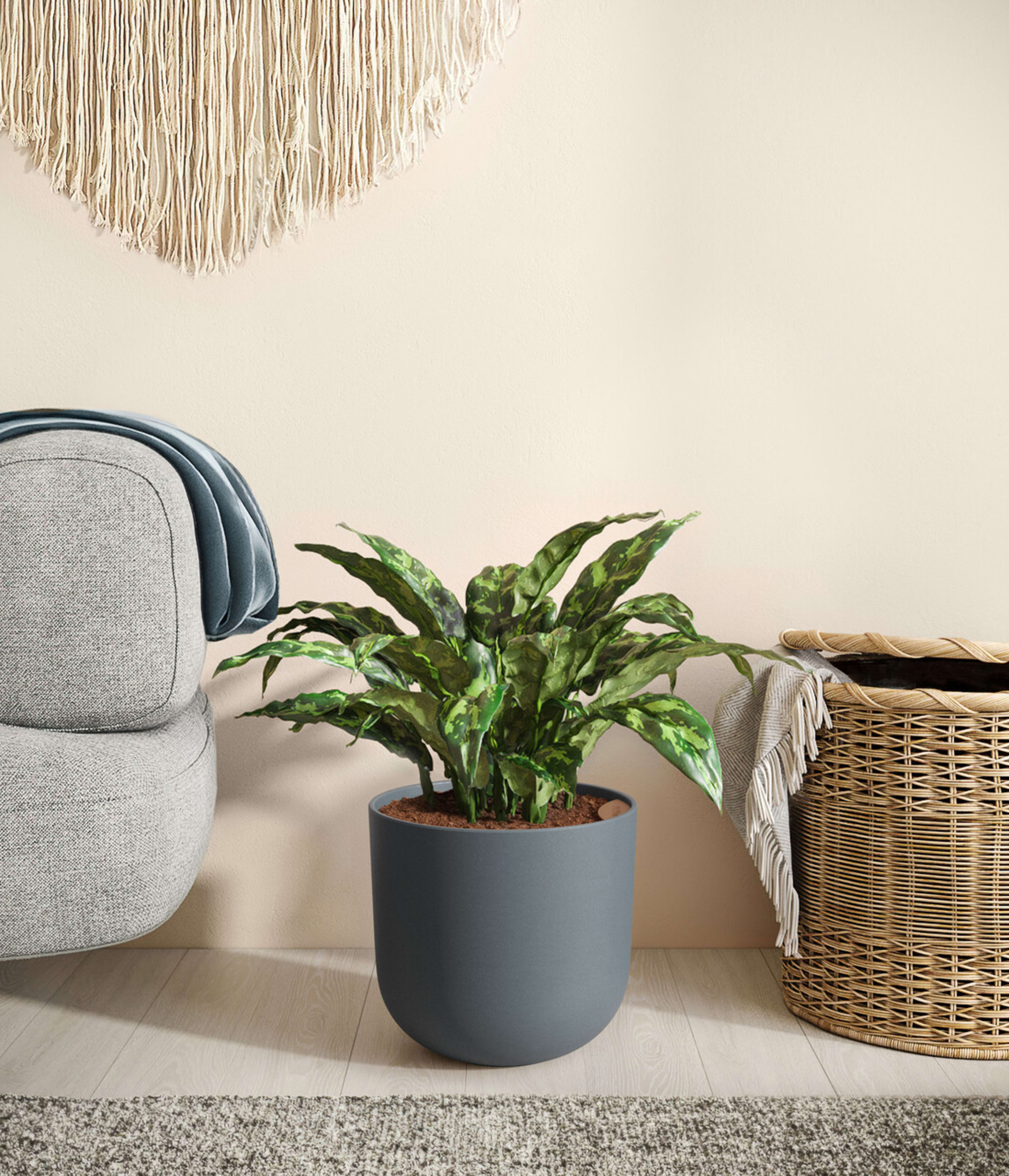Medium ZZ Plant | Buy 10-18 Inch Indoor Plants | easyplant Medium ZZ Plant | Buy 10-18 Inch Indoor Plants | easyplant