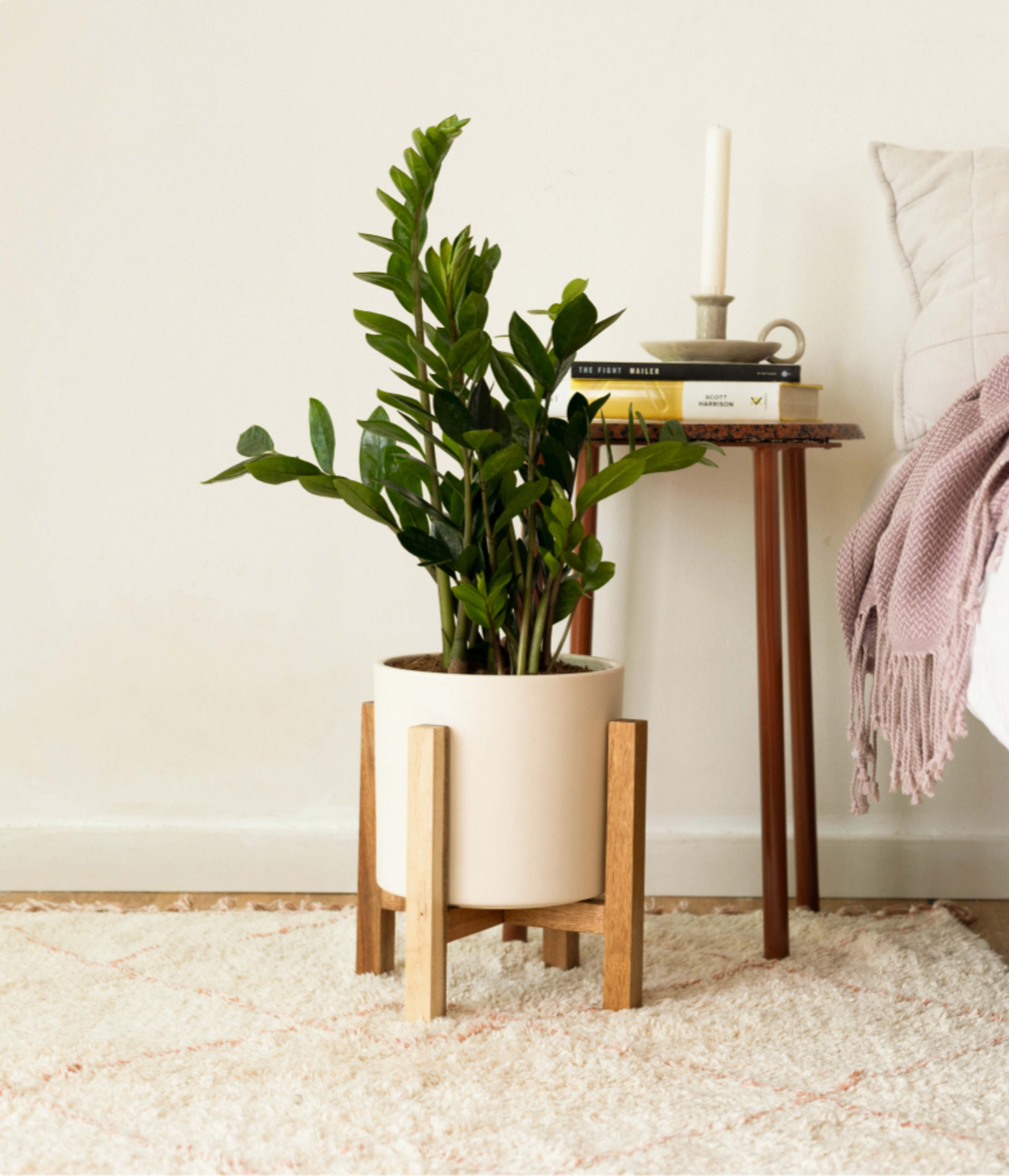 Medium ZZ Plant | Buy 10-18 Inch Indoor Plants | easyplant Medium ZZ Plant | Buy 10-18 Inch Indoor Plants | easyplant