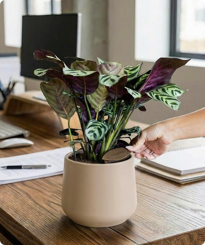 Plug & Play Solution