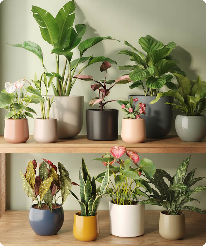 Variety of Plants & Sizes