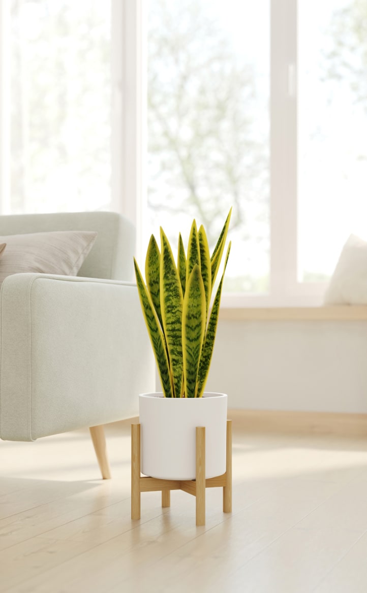 Bamboo Plant Stand