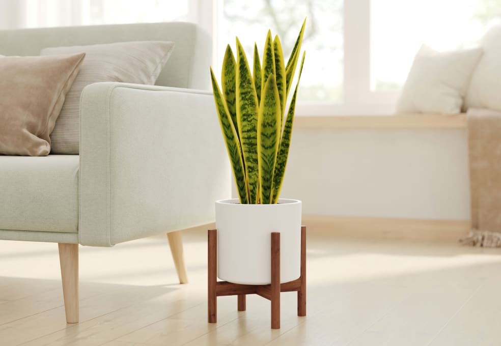 Walnut Plant Stand