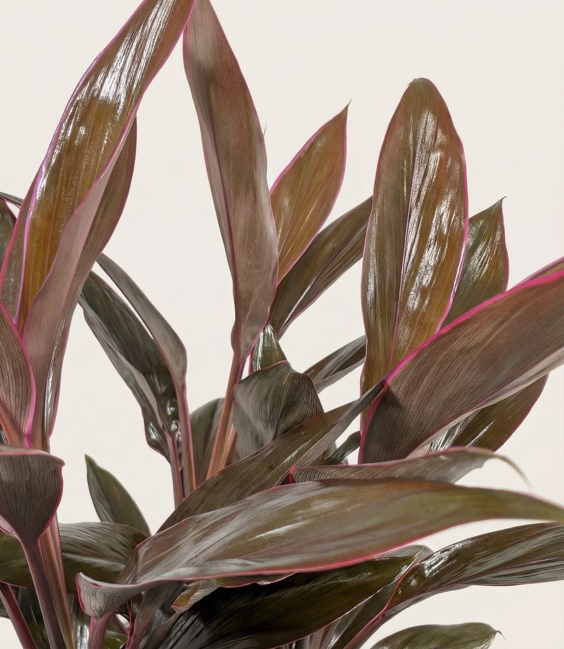 Cordyline