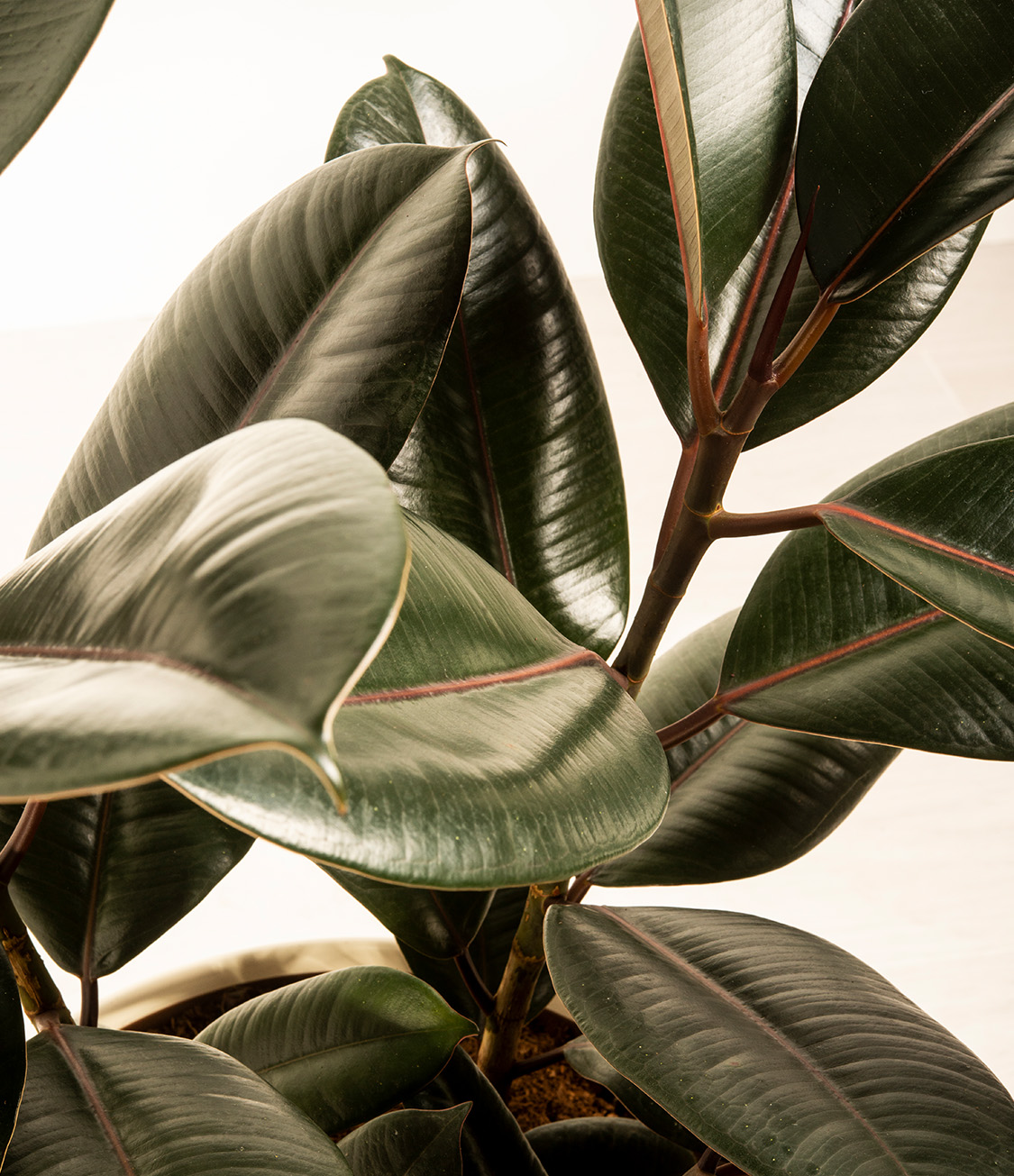 How to Grow and Care for a Rubber Tree