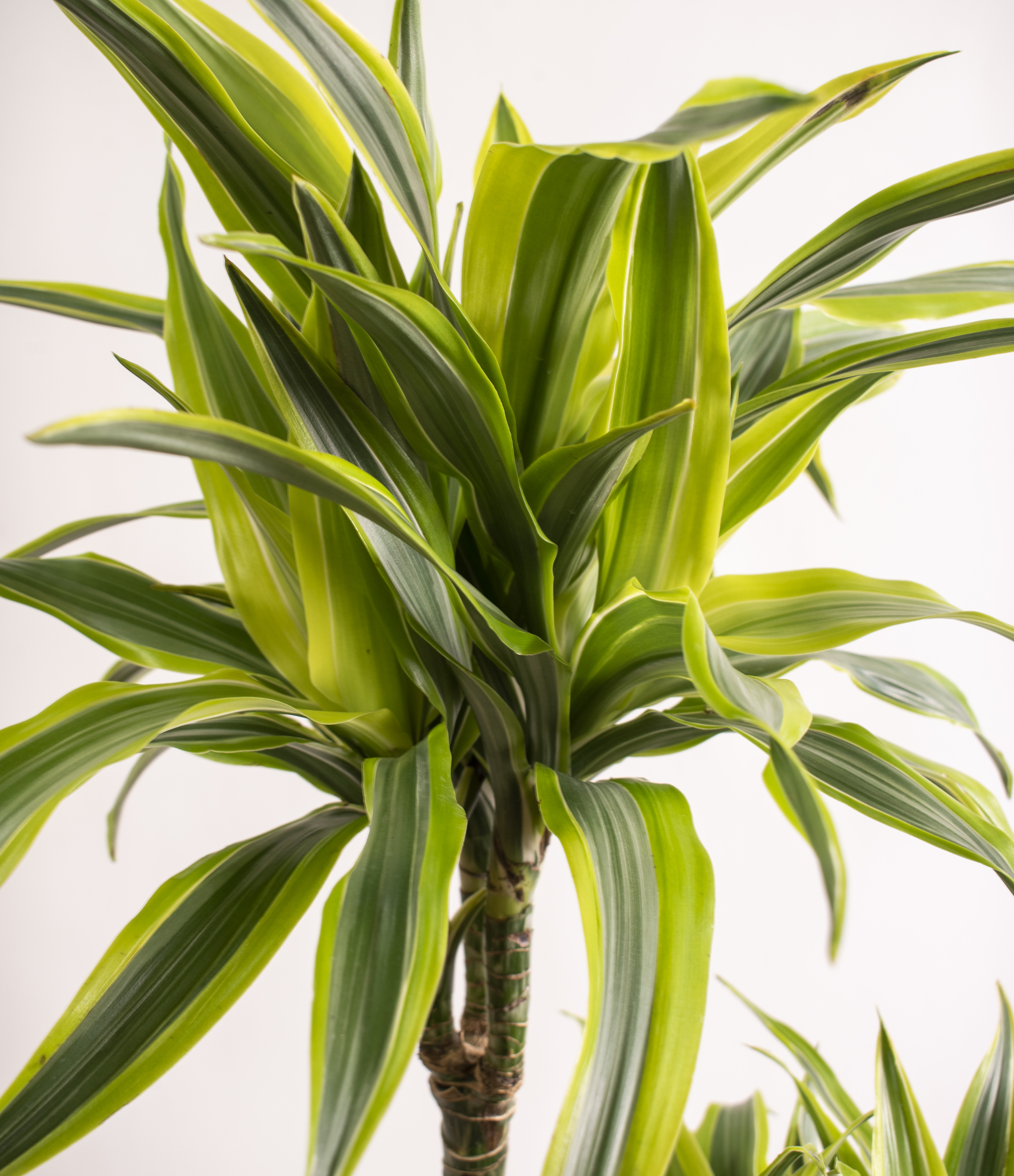 Dracaena Lemon Lime Plant Care Easyplant