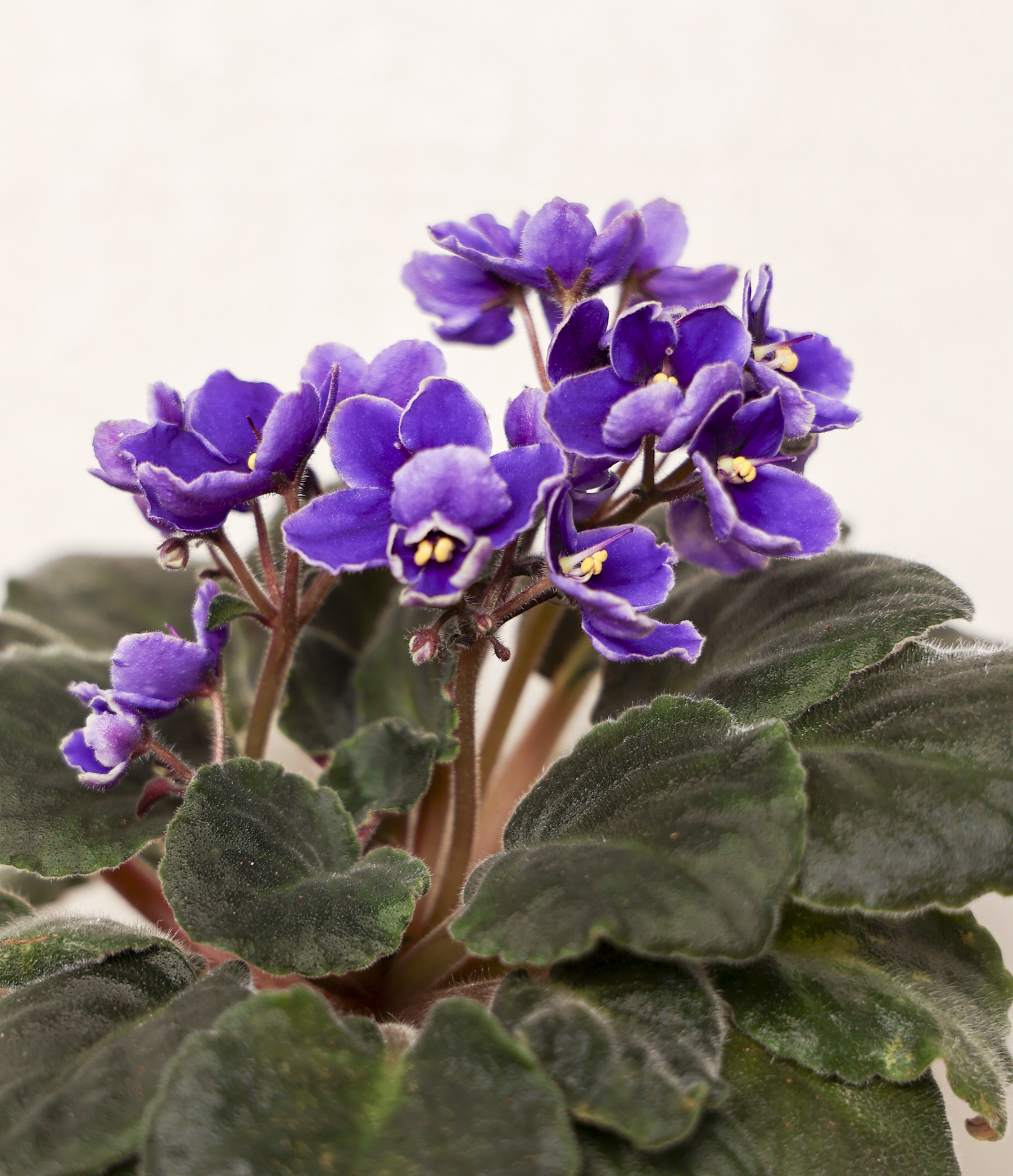 african violet