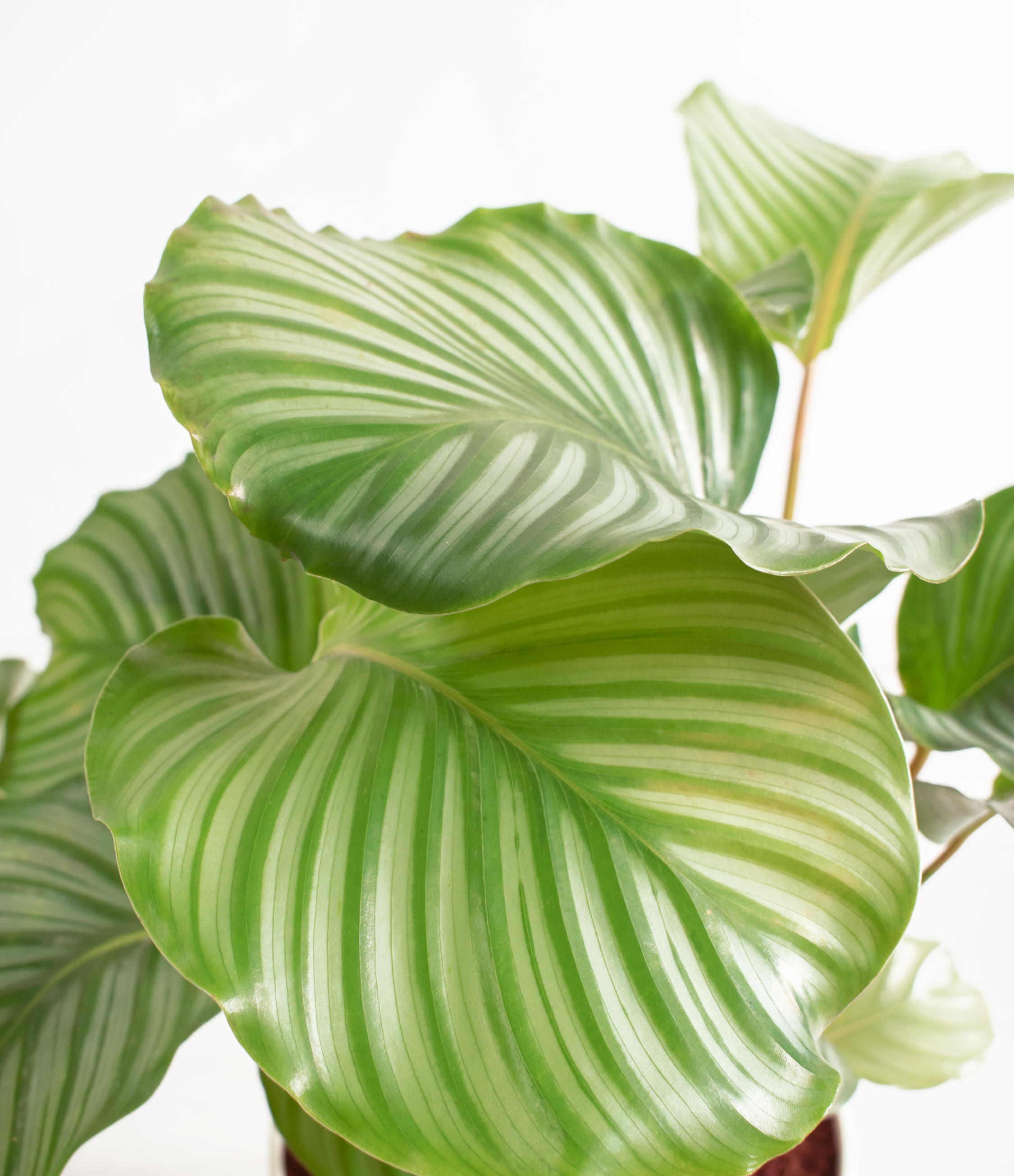 How To Care For Calathea Orbifolia Easyplant How To Care For Calathea Orbifolia Easyplant