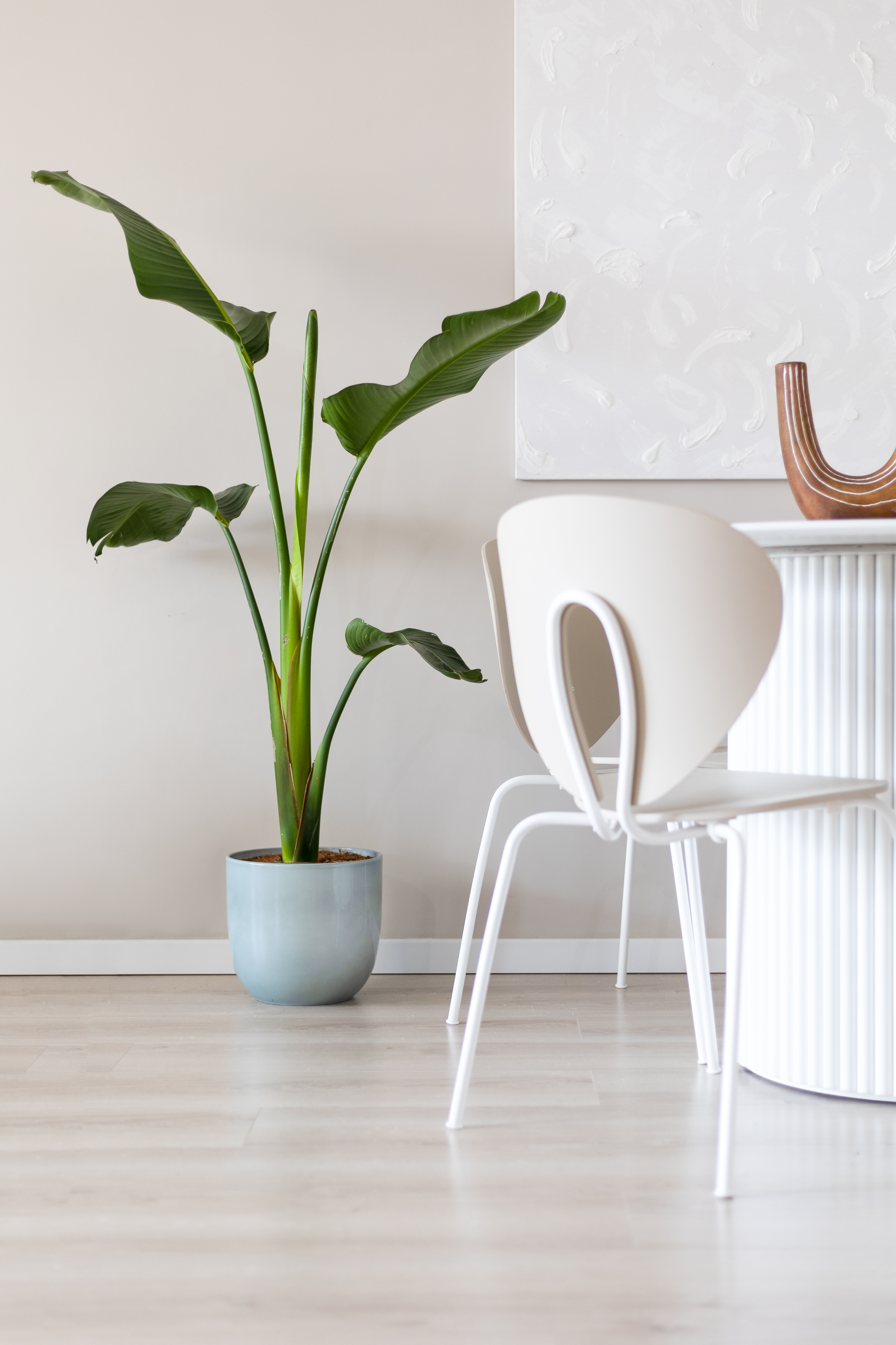 Bird of Paradise Plant Care