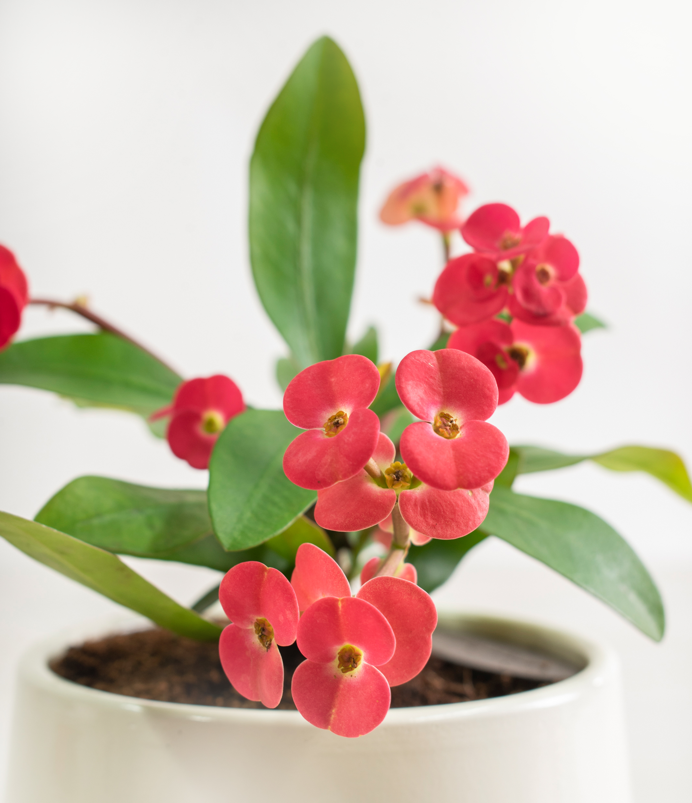 How to Grow and Care for a Crown of Thorns Plant