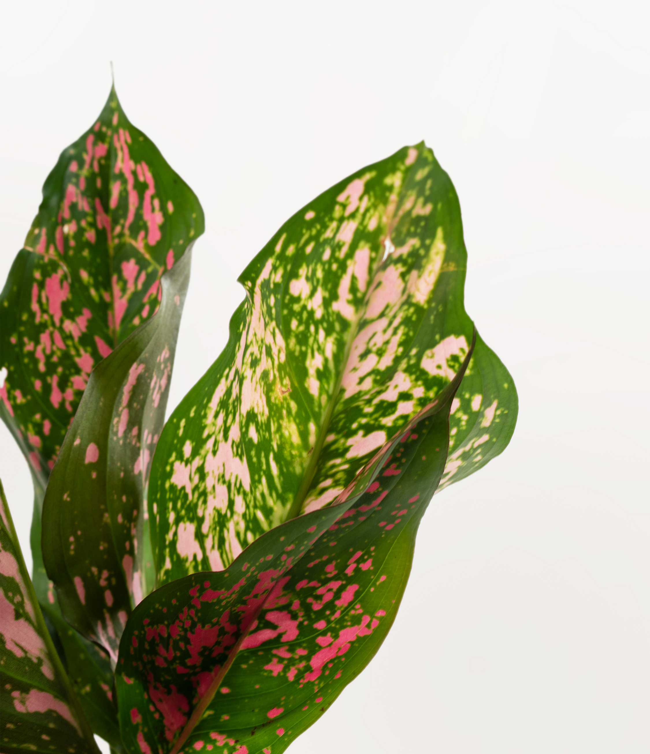 Aglaonema Wishes