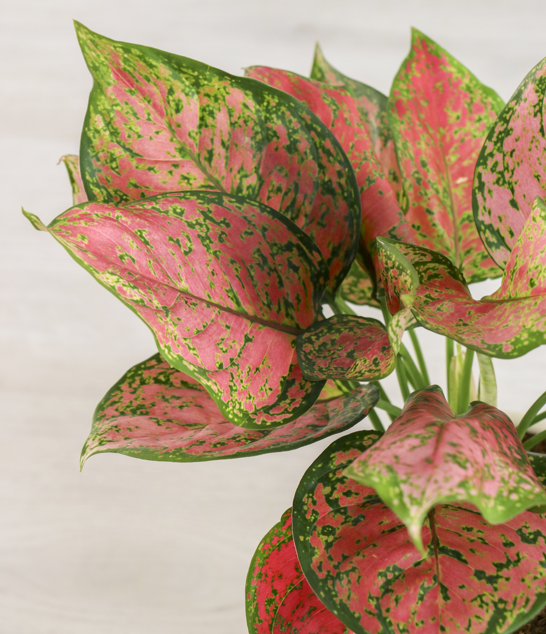 Aglaonema Beauty