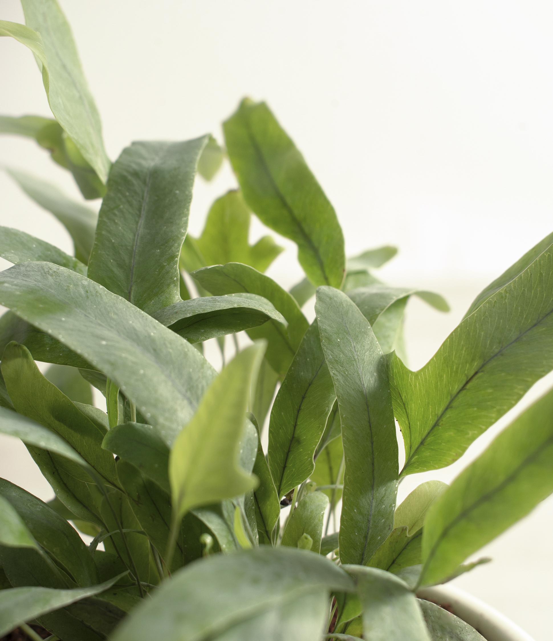 Blue Star Fern