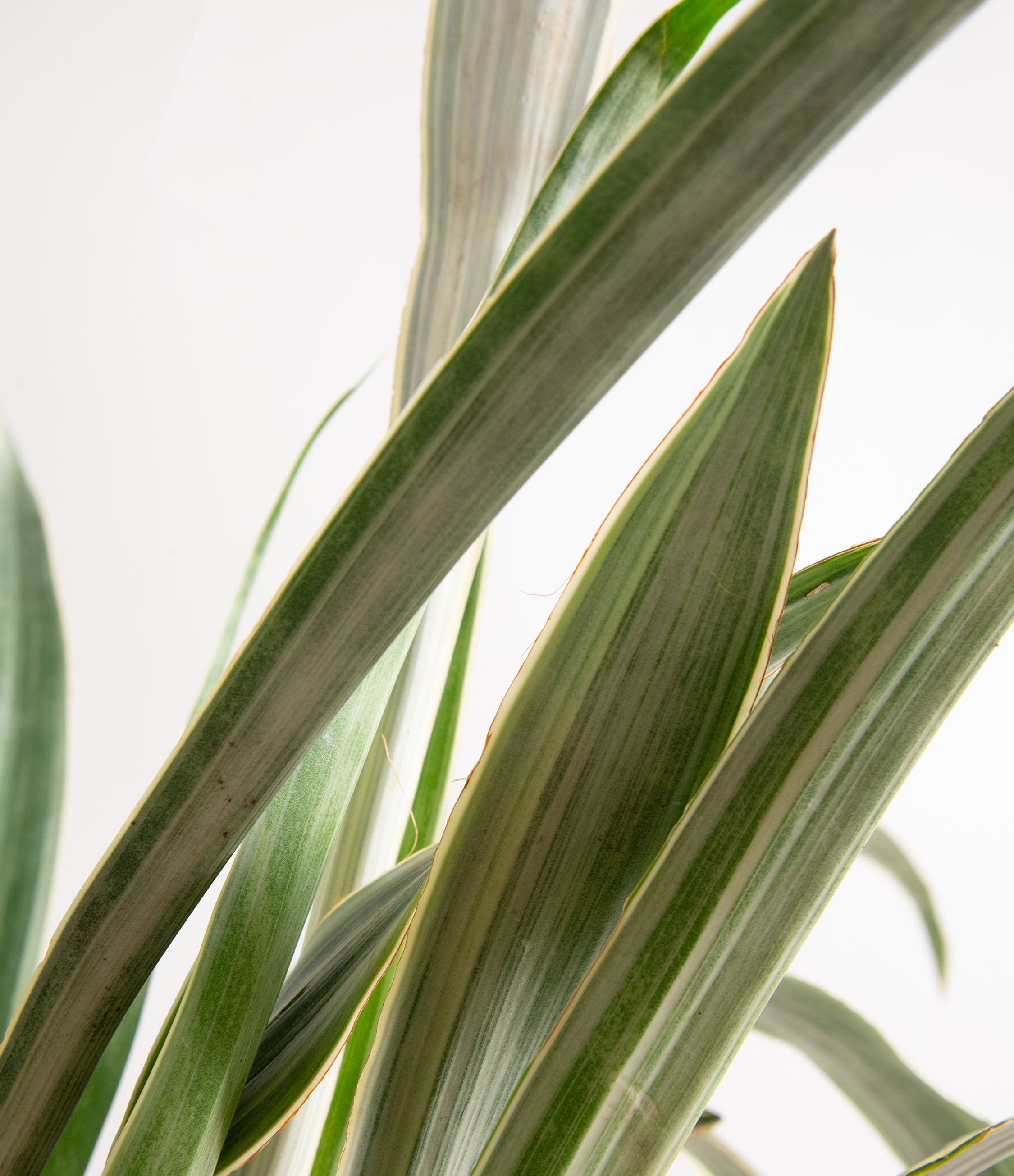 Sansevieria Sayuri