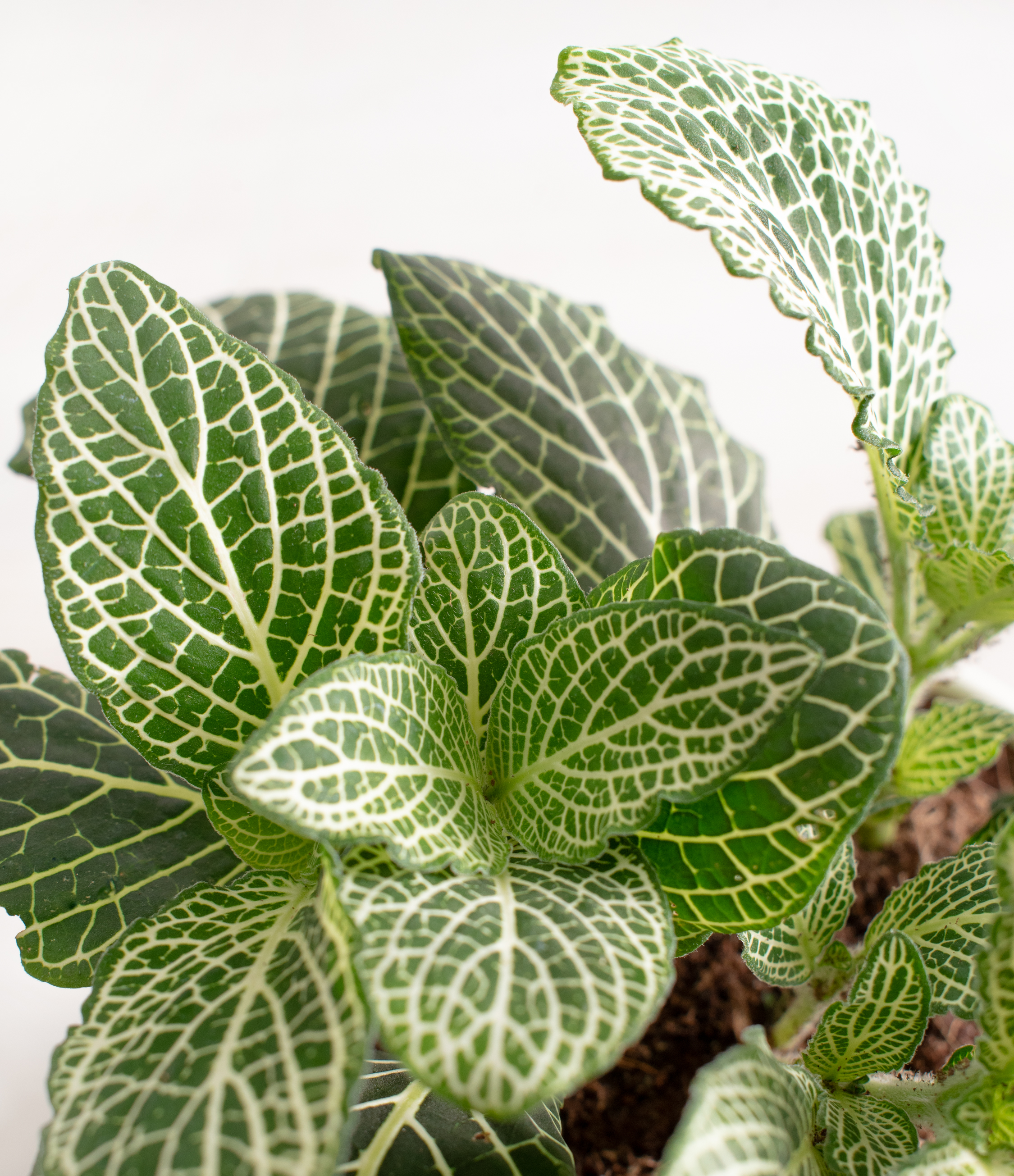 Nerve Plant
