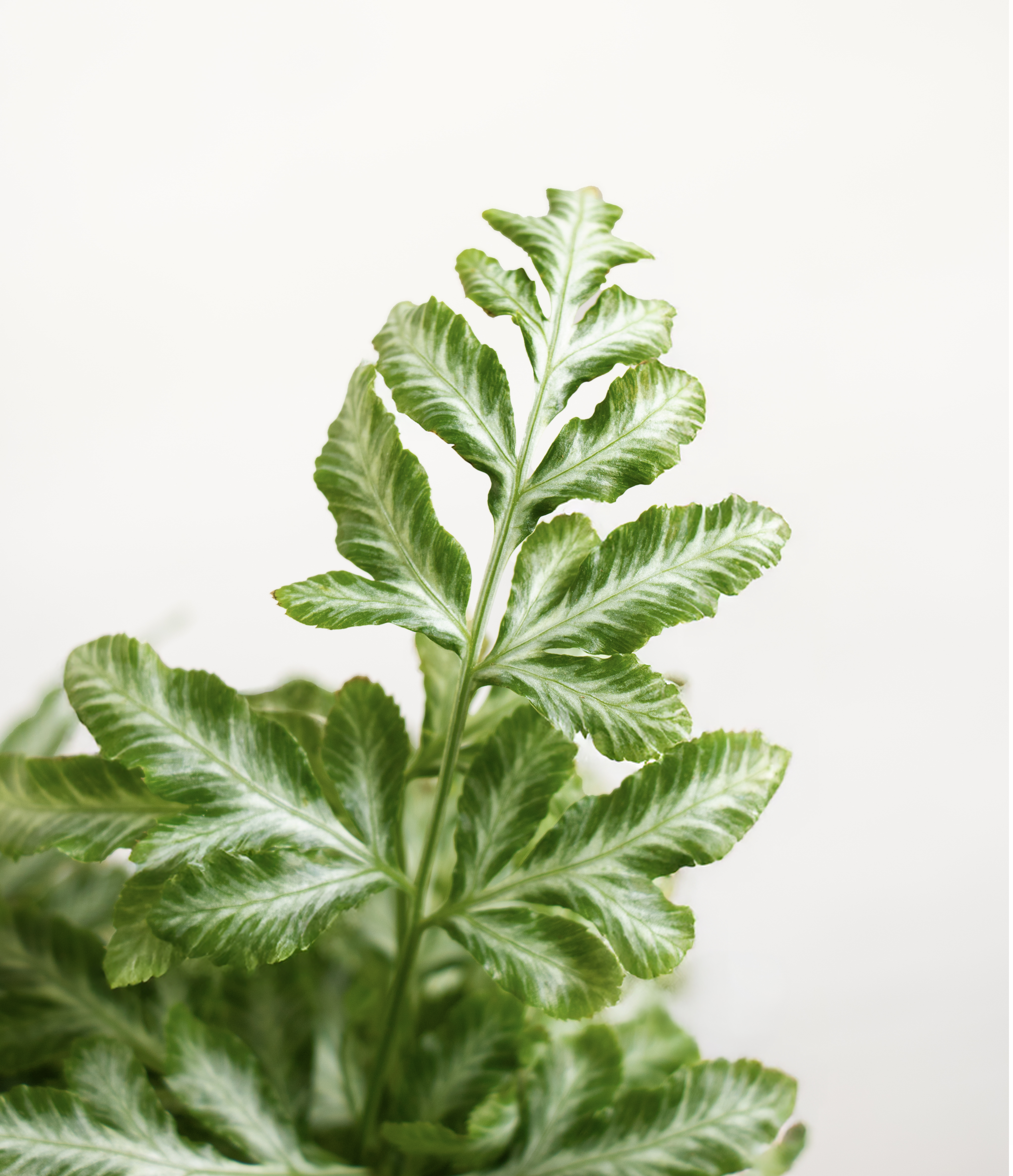 Silver Lace Fern
