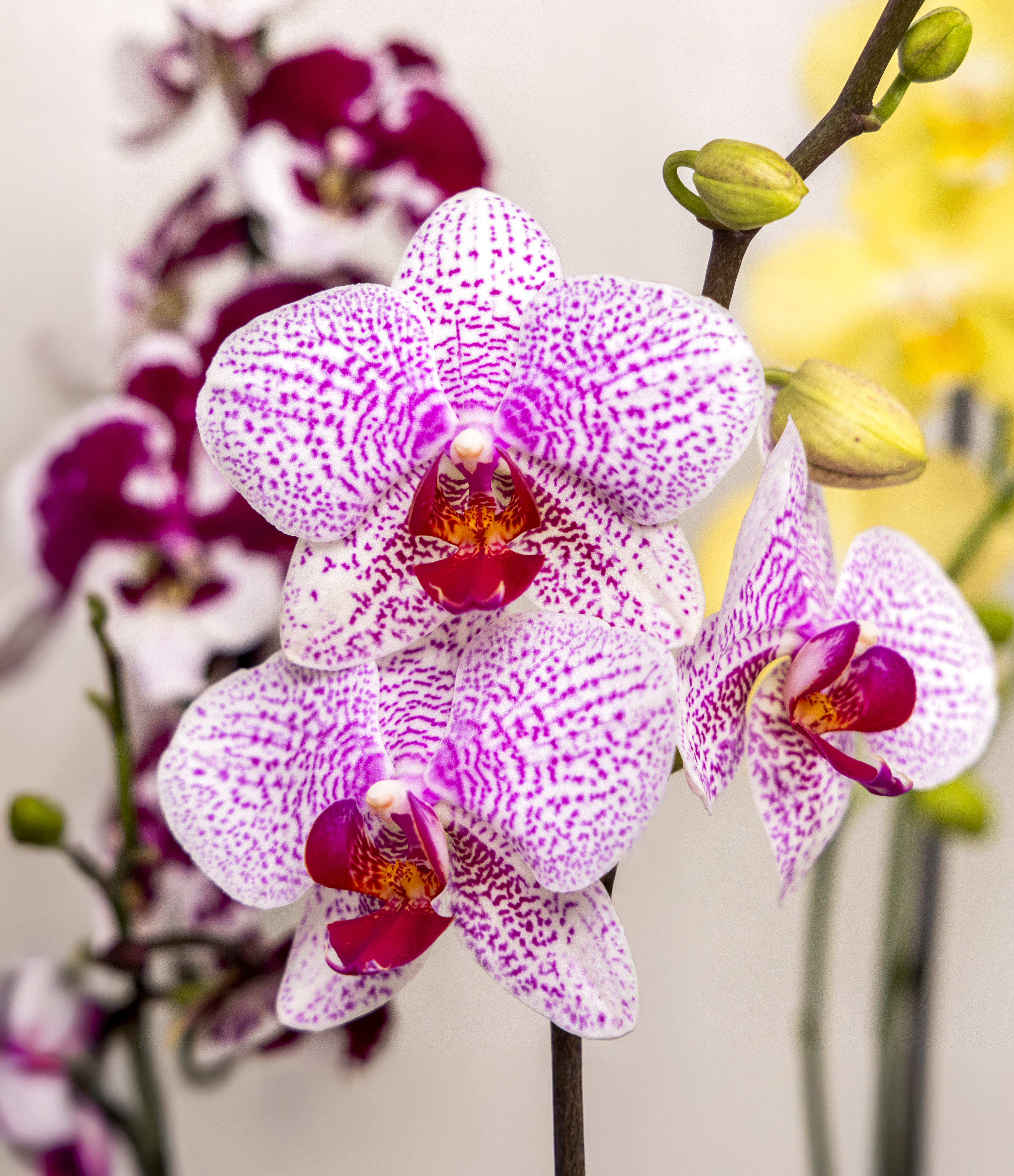 Phalaenopsis Orchid