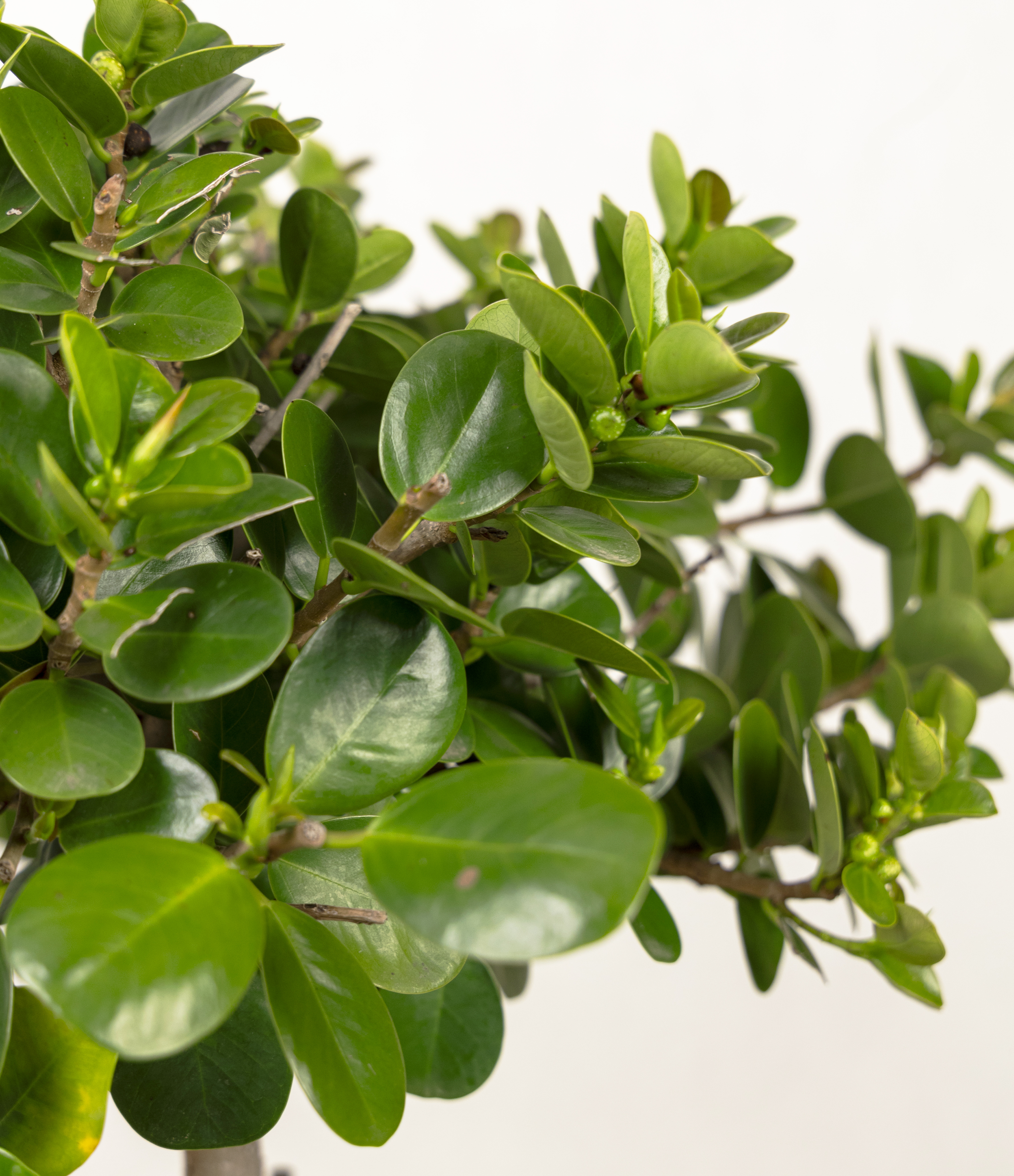 Ficus Moclame