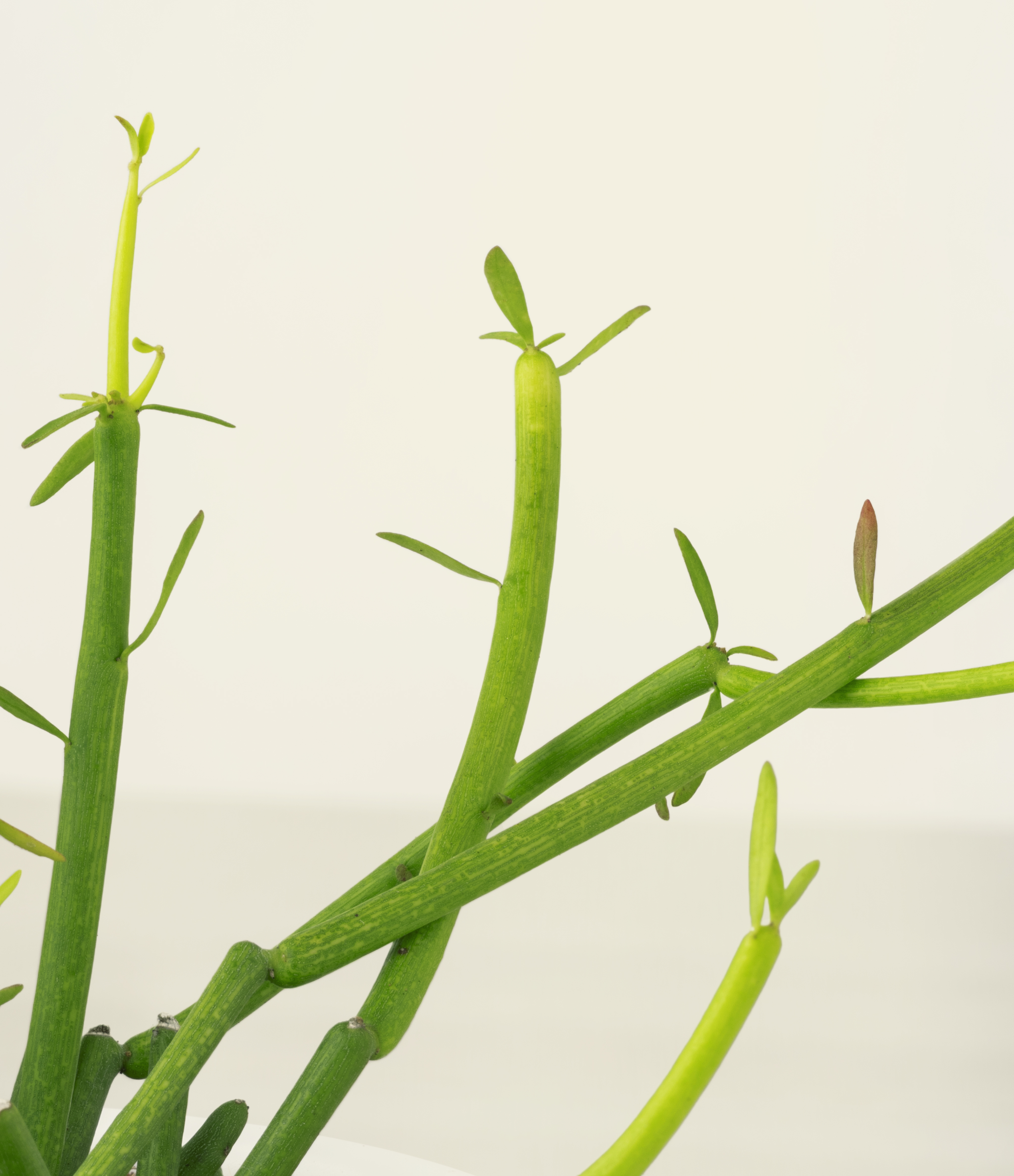 Pencil Cactus