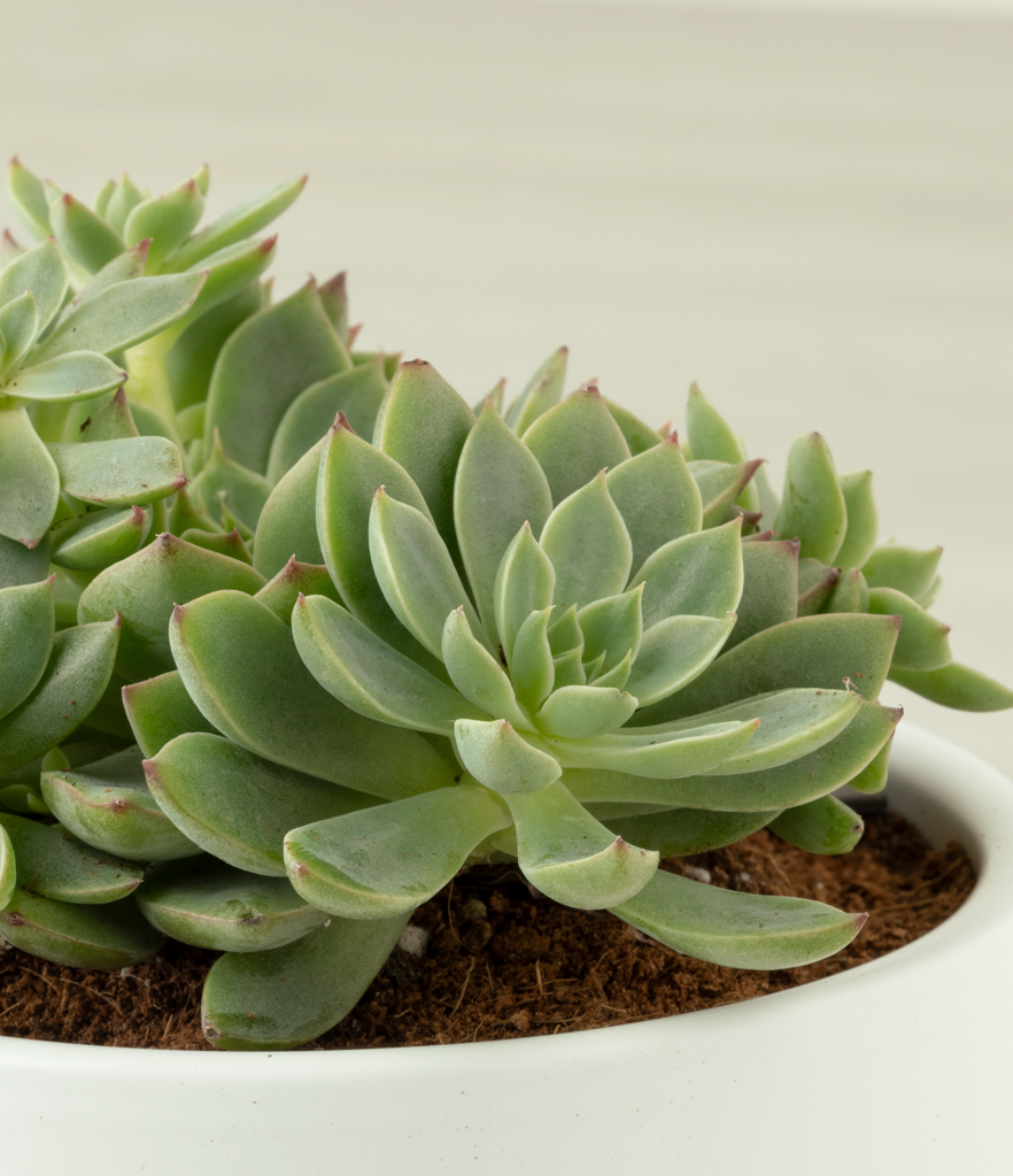 Hens and Chicks